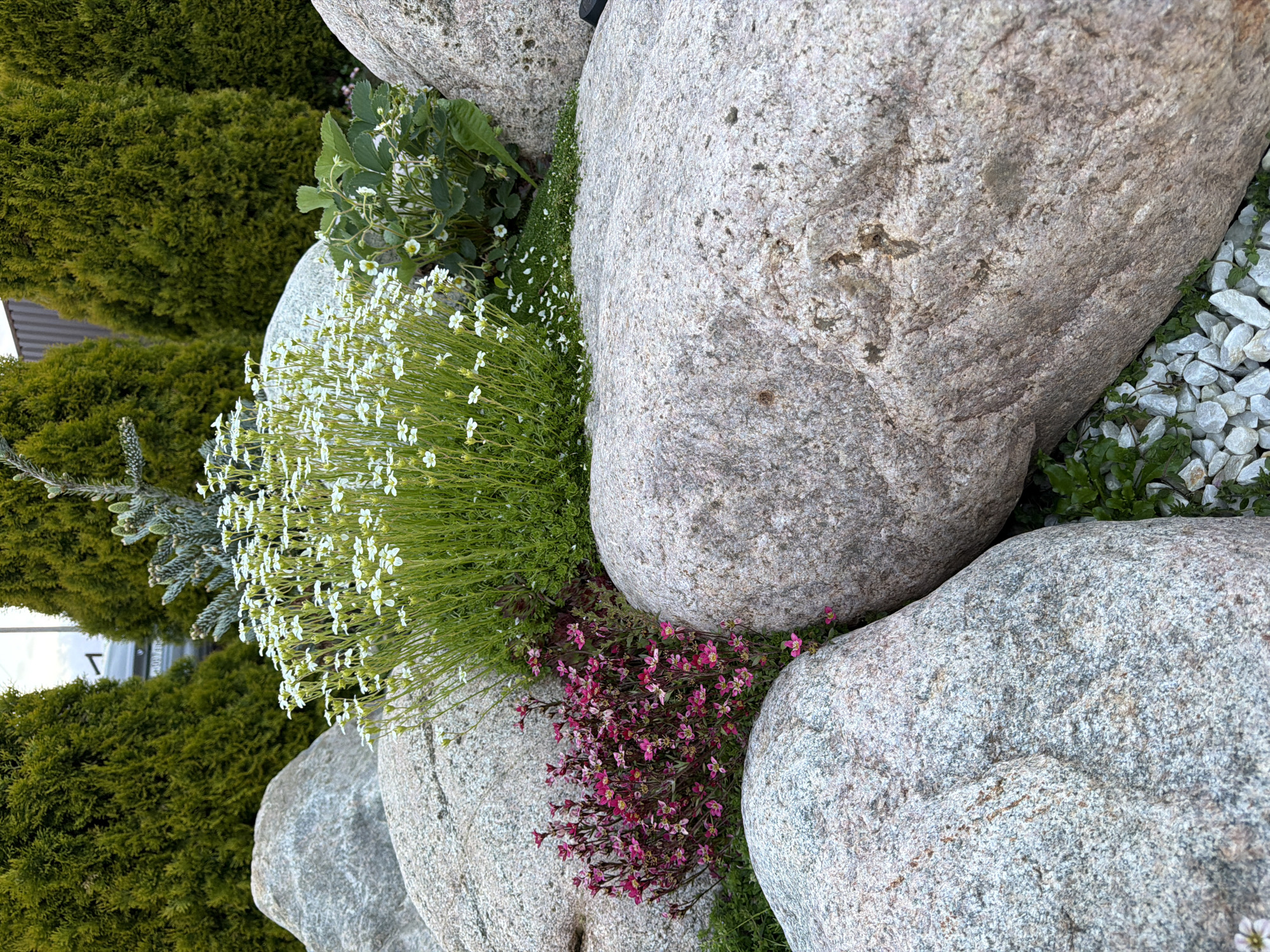 The image presents a close-up view of a rock garden setting. Several large, rounded gray rocks of varying sizes are arranged closely together. Between and around the rocks, various small plants thrive. One prominent plant features numerous tiny white flowers atop thin green stems, creating a dense, textured appearance. Adjacent to it is another plant with small, deep pink flowers. Some greenery, possibly grass or moss, is interspersed among the rocks. In the background, dense, dark green shrubbery is visible. Small white pebbles are also present on the surface. The image exhibits a sense of natural arrangement and detail, capturing the texture and color variations of the rocks and plants. The location and specific city remain unknown.