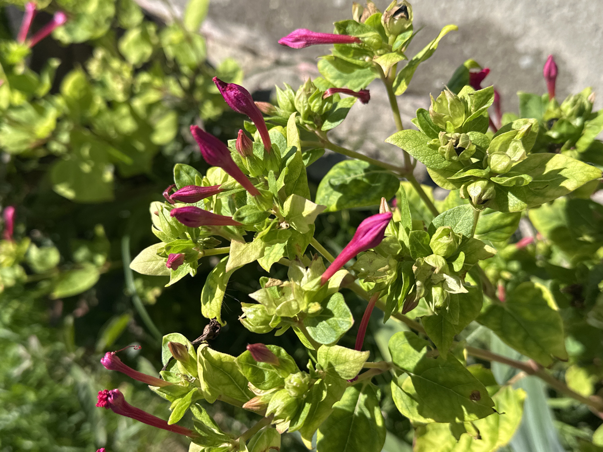 A close-up, eye-level, outdoor shot shows a plant with vibrant magenta flowers and green leaves under bright sunlight. The plant is in a garden setting, with out-of-focus green foliage in the background and a concrete surface visible on the right side. The image appears to be taken in Abaata, Abkhazia. The focus is on the floral buds and partially opened flowers, which are tubular in shape with ruffled petals at the opening. The leaves are ovate and a bright green, some showing slight yellowing. The sunlight creates strong highlights and shadows, contributing to the vividness of the colors.