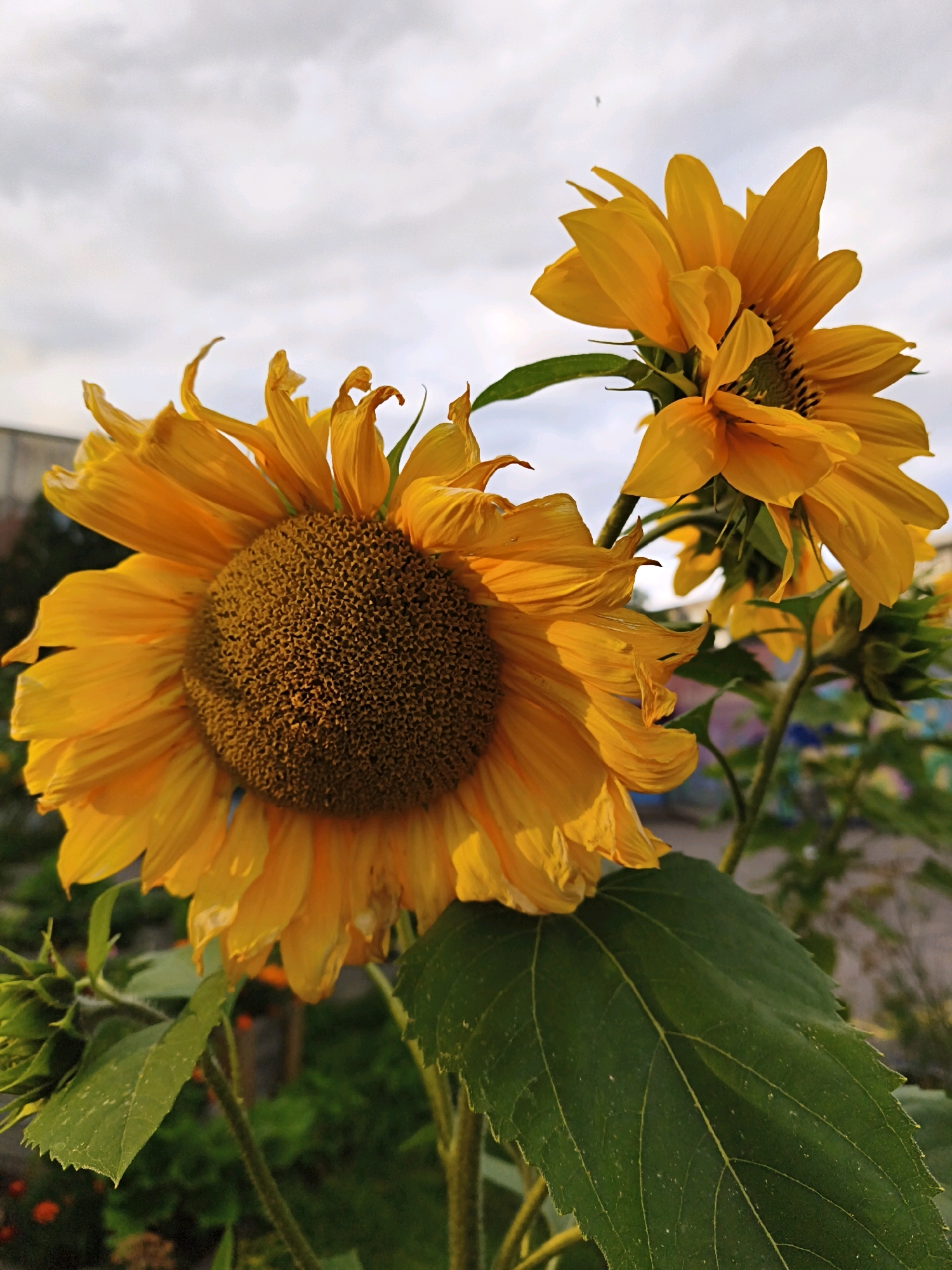 Two sunflowers bloom under a cloudy sky. The larger sunflower, in the foreground and slightly to the left, has bright yellow petals and a dark brown center. Its petals are partially wilted and curled. Behind it and to the right, a second, smaller sunflower faces away from the camera. Green leaves and stems are visible, as well as a closed sunflower bud on the lower left. The background shows a blurred mix of green foliage and distant structures, with a hint of colorful graffiti on a wall. The scene appears to be outdoors in an urban or suburban garden setting, potentially in Tallinn, Estonia, given the context provided.