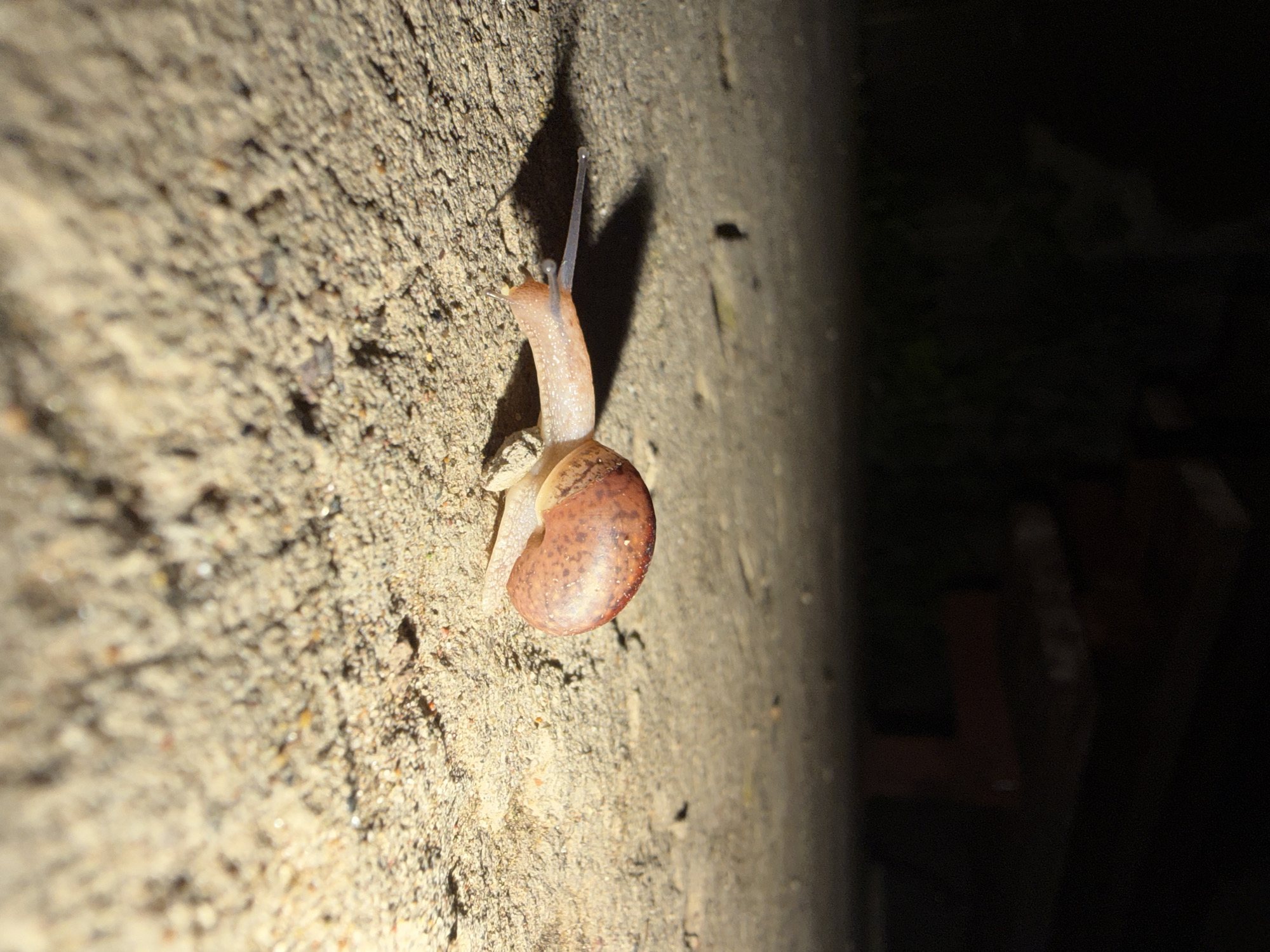 A snail with a reddish-brown shell and pale body is clinging to a rough, textured, light-colored concrete or stone surface. The snail has its antennae extended. The right side of the image is darker, receding into a blurred black background. The left portion of the image is brighter, focusing on the rough surface. The image was not taken in Dubovaya, Russia.