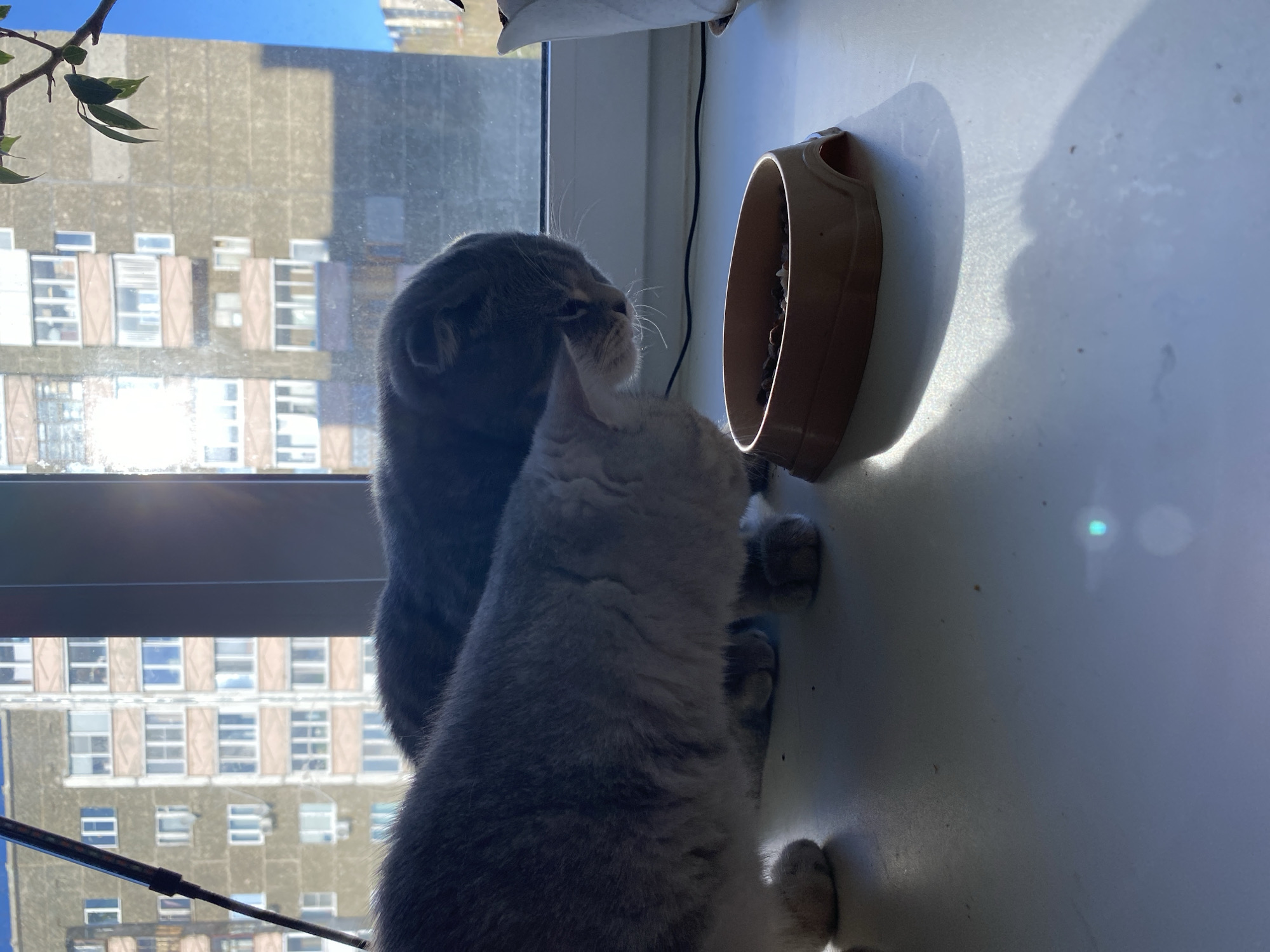 Two cats are interacting with a food bowl. The food bowl is mounted to a window sill. One cat is a grey Scottish Fold and the other cat is a lighter grey with a visible tabby pattern. The location appears to be indoors, likely a residential apartment. The background shows an apartment building typical of Soviet-era architecture. This type of apartment building is likely in Votkinsk, Russia, where similar architecture can be found.