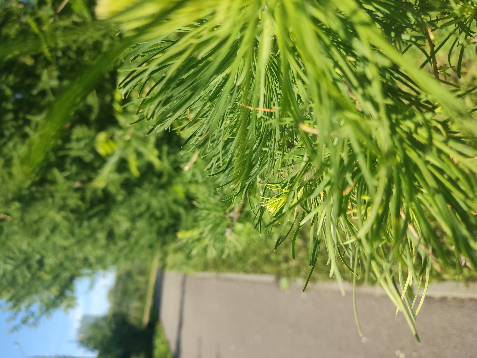 This media file is a close-up, rotated image of lush green pine needles. The needles are long, thin, and a vibrant green, some appearing lighter green at their tips. They are densely packed, creating a soft, feathery texture that dominates the foreground and midground of the image. In the background, a blurred landscape unfolds, featuring more greenery, suggesting a natural setting such as a park or forest. A paved surface, likely a path or road, is visible in the lower portion of the image, also out of focus. The sky is a bright, clear blue, hinting at a sunny day. The lighting suggests it is daytime, possibly late morning or afternoon, given the brightness and the quality of the shadows. There are no people or specific objects of interest, other than the natural foliage. The overall impression is one of natural beauty and tranquility.