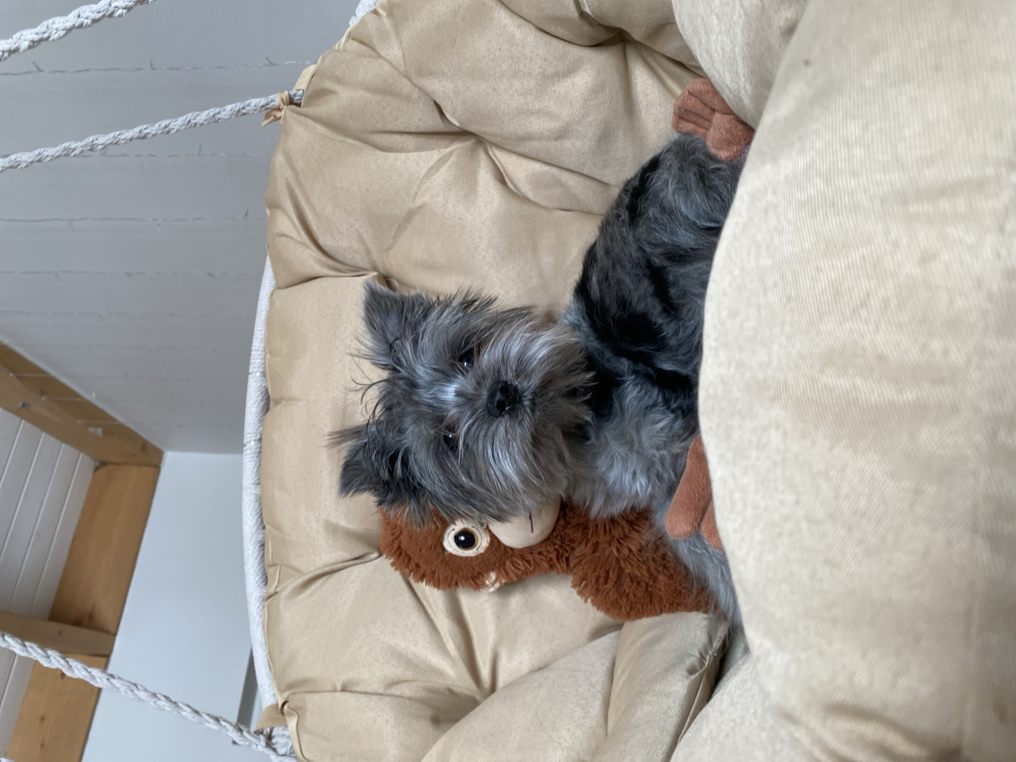 A small, gray Yorkshire terrier is lying on a tan, cushioned hammock. The dog is partially covering a brown, stuffed squirrel toy. The hammock is suspended by white ropes. The background shows a white-painted wall and exposed wooden beams. The location and city cannot be determined from the provided image.