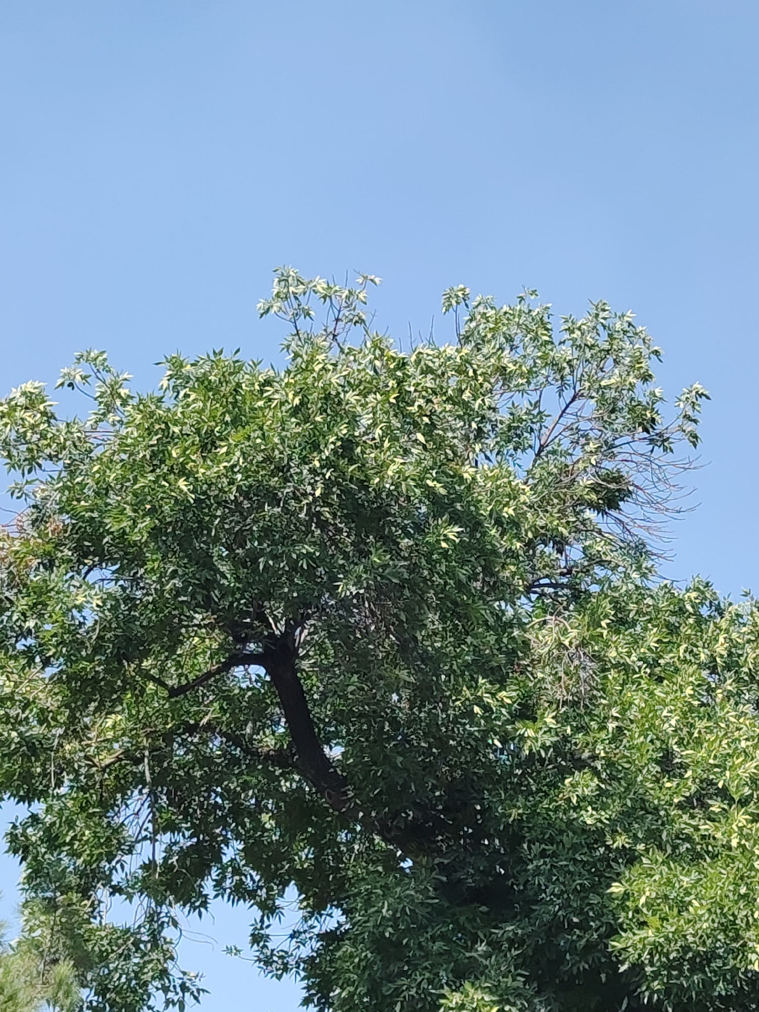 The image shows the crown of a mature deciduous tree against a clear blue sky. The tree has a dense canopy of green leaves, with some appearing lighter green or yellowish, possibly due to sun exposure or the species of tree. The trunk of the tree is visible, dark in color, and some branches are bare or have very few leaves, particularly on the right side of the frame. The overall scene suggests an outdoor environment, likely a park or garden, given the size and health of the tree. There are no people, animals, or man-made structures prominently featured in the image. The lighting indicates it is daytime. The specific location in Tashkent, Uzbekistan, cannot be determined from the visual information alone.