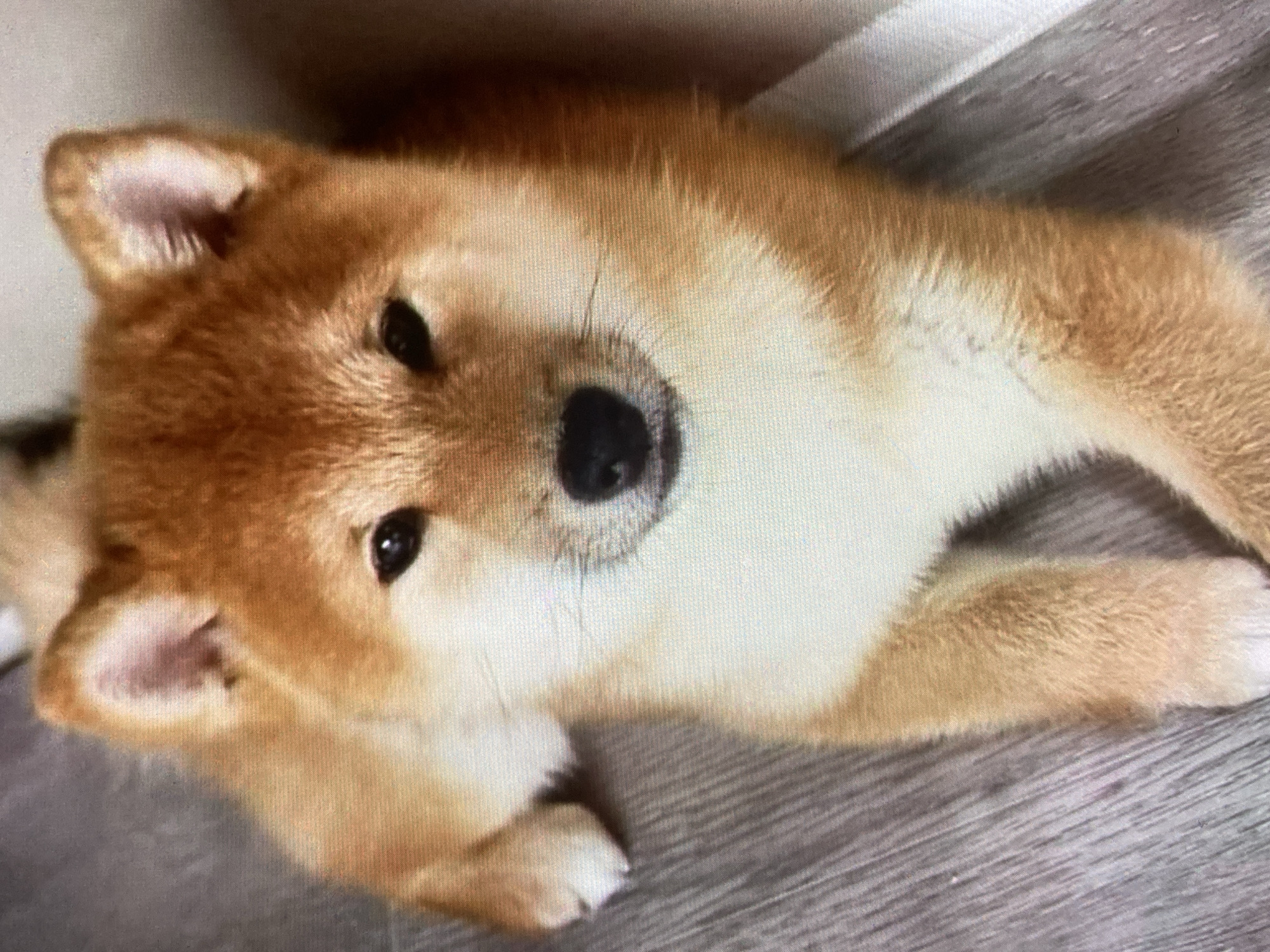 A Shiba Inu puppy is lying on a wooden floor. The puppy is facing the camera and is mostly golden brown with white markings on its chest and muzzle. Its ears are perked up, and its eyes are dark and attentive. The floorboards are a light gray color and run horizontally across the image. The puppy's paws are visible, one resting in front of the other. The background to the right of the puppy appears to be a light-colored wall or divider. The image is cropped tightly on the puppy, with its body extending out of the frame to the left and right. There is no indication of the city of Ustyvytsia, Ukraine, or any other specific location in this image.