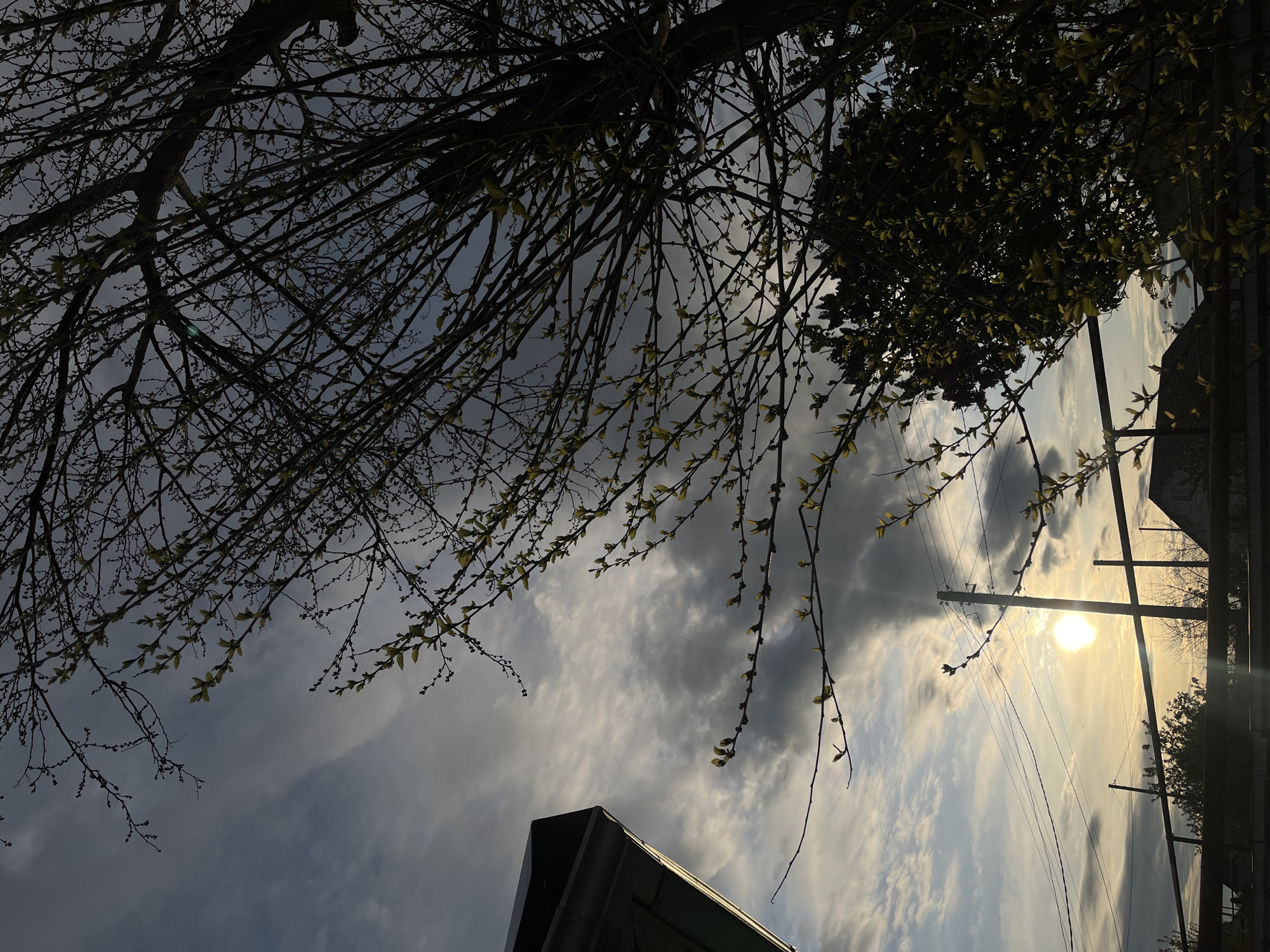 The image presents a view looking up towards the sky in Novopokrovskaya, Russia. A network of tree branches occupies the upper portion of the frame, some with small green leaves sprouting. The sky is filled with a mix of white and gray clouds, with the sun shining through, creating a bright glow in the right-center. Power lines and poles are visible against the sky, along with a glimpse of rooftops in the background. A dark-colored structure (likely a building component) is present at the bottom left corner.