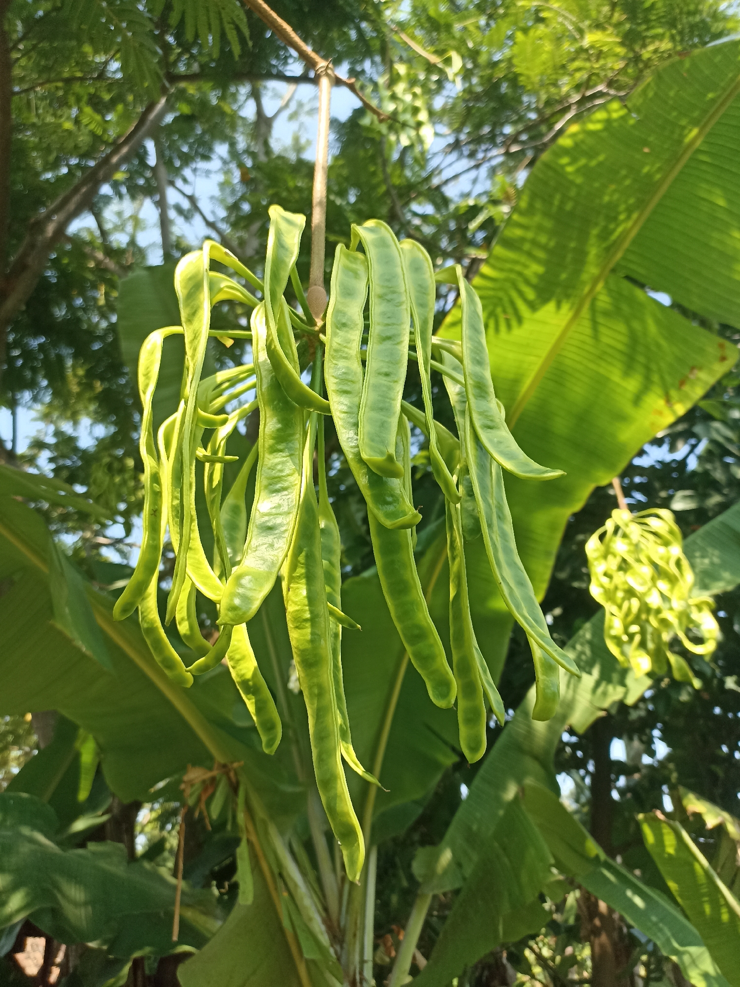 The image shows a bunch of green, elongated pods hanging from a tree branch. The pods are clustered together and appear to be unripe. In the background, there are large green leaves, likely from a banana tree, and other foliage, suggesting a tropical or subtropical environment. The scene is lit by sunlight, casting shadows on the leaves. The setting appears to be outdoors, possibly in a garden or natural area. No people or specific urban features are visible that would pinpoint the location to Mojopanggung, Indonesia, beyond the initial context provided. The focus is on the botanical subject.