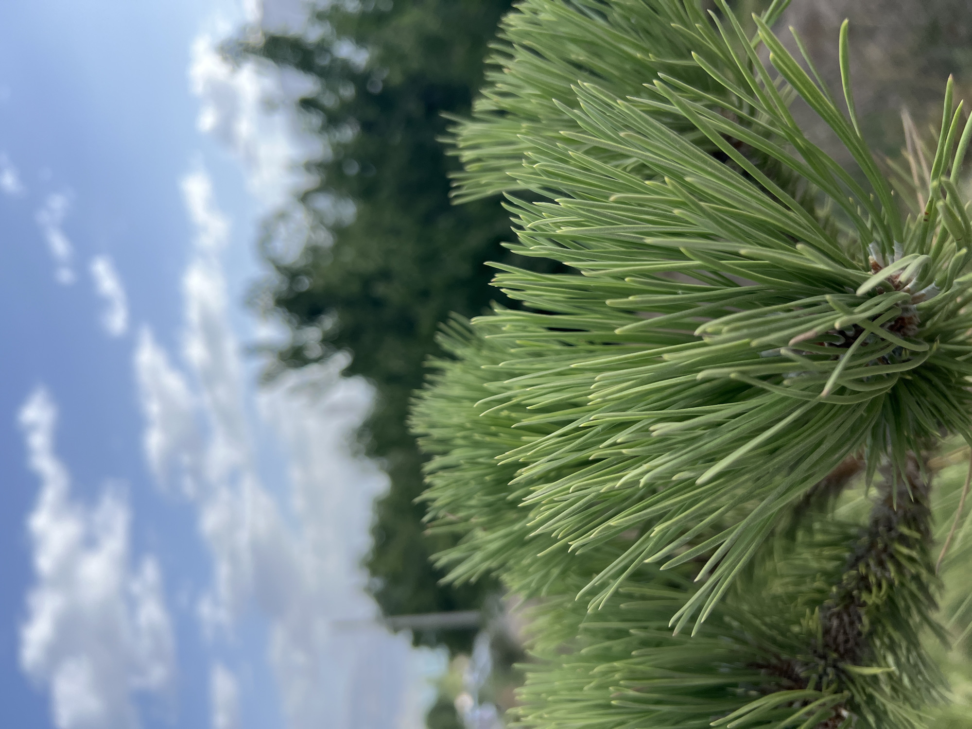 A close-up, eye-level, outdoor shot focuses on the needles of a pine tree in Yusuphana, Uzbekistan. The pine needles are a vibrant green and appear sharp and pointed. In the background, the foliage of other trees creates a blurred, dark green backdrop. Above the trees, a bright blue sky is visible with scattered, wispy white clouds. The overall scene suggests a bright, sunny day in a natural setting.
