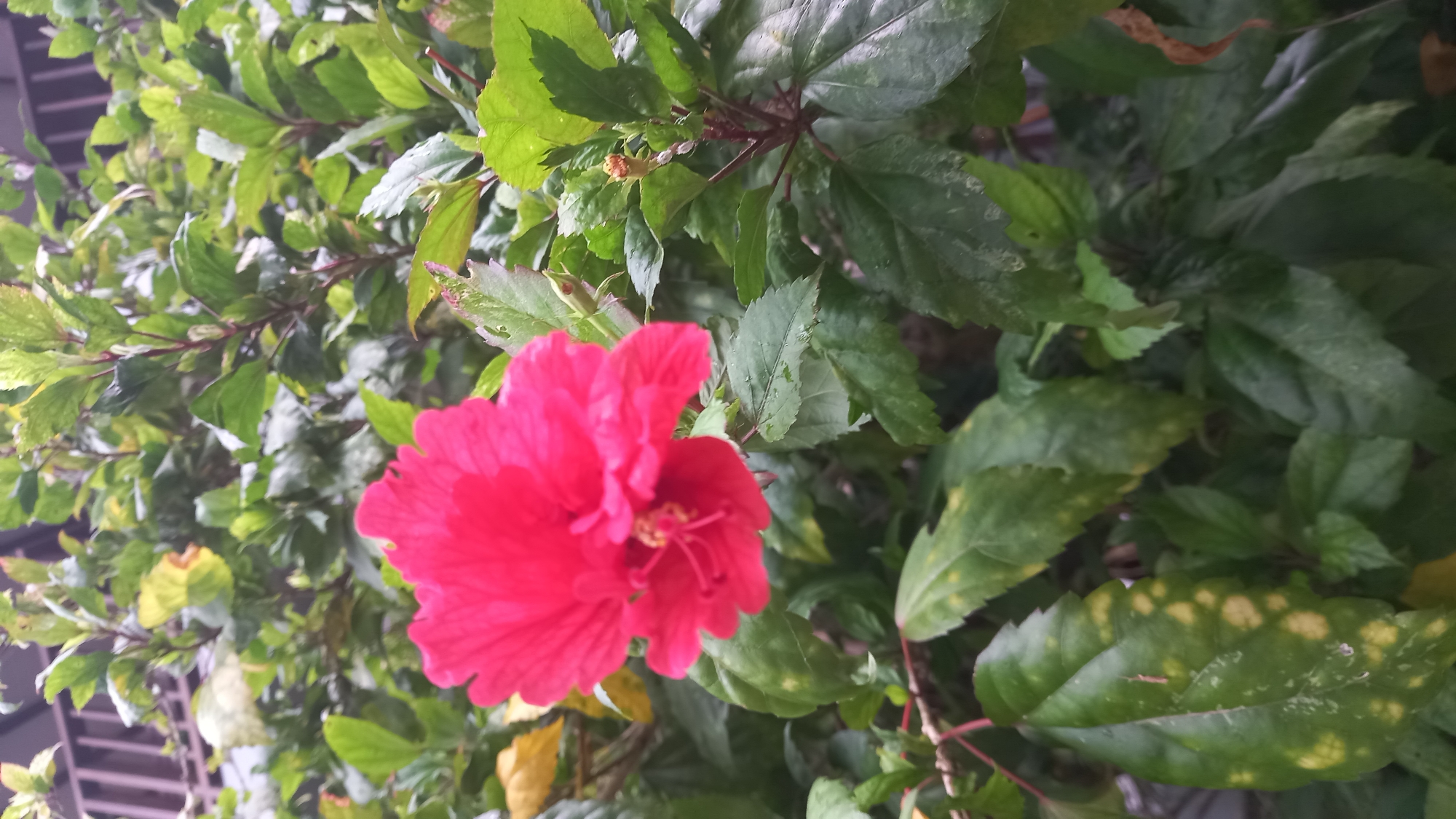 A red hibiscus flower is prominently displayed in the foreground, surrounded by lush green foliage. The leaves show slight variations in color, with some exhibiting yellow spots. The background is partially obscured by the dense vegetation, but a glimpse of a building or structure can be seen. The location is Ban Ao Nang, Thailand.