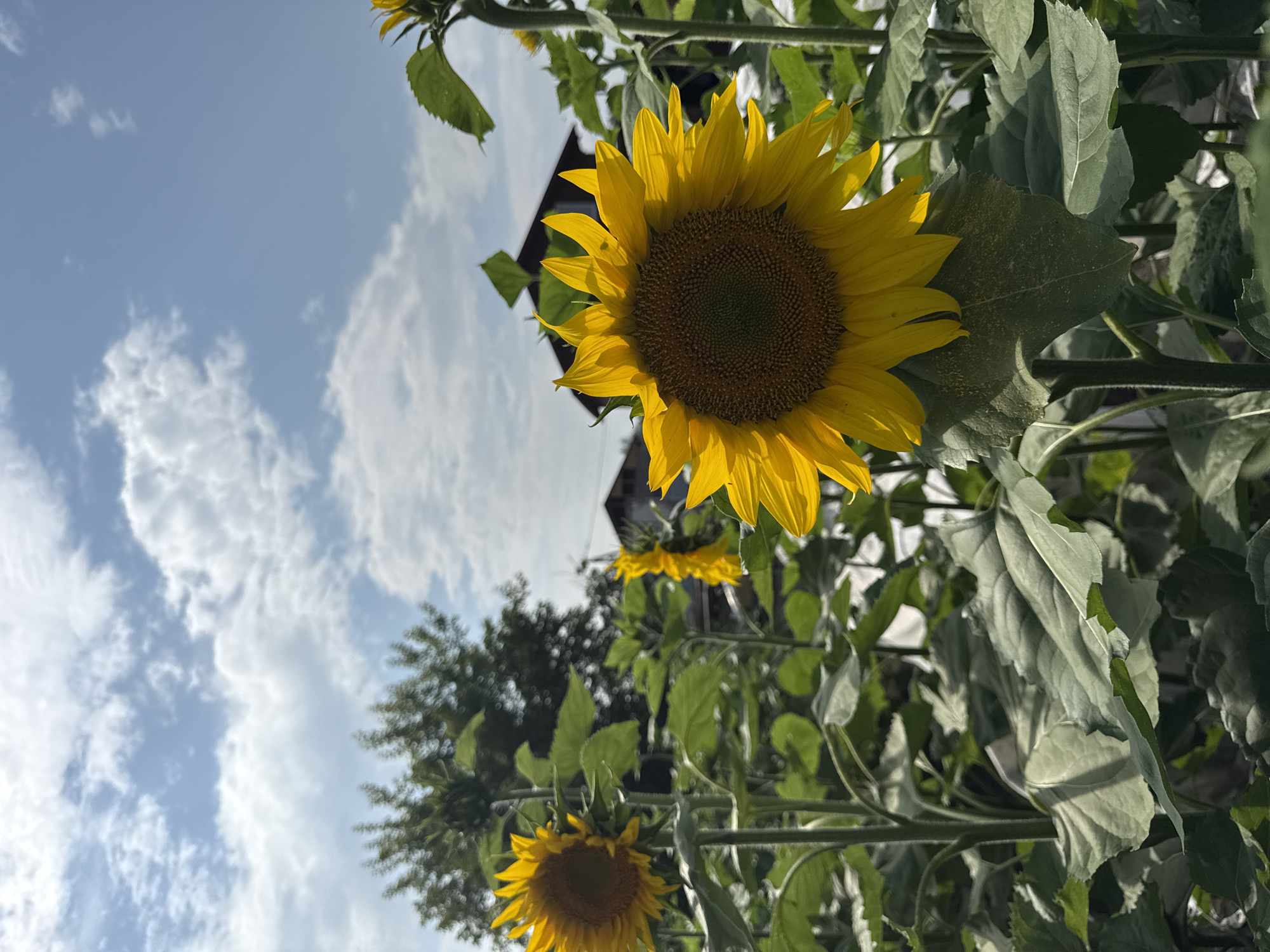 In Ermolaevskii Zaton, Russia, a low-angle shot captures a field of sunflowers against a partly cloudy sky. The foreground is dominated by a large, vibrant sunflower in full bloom, its yellow petals unfurling towards the sun. Behind it, other sunflowers, some in full bloom and others partially visible, stand tall amidst lush green foliage. In the background, trees and a dark-roofed building are discernible. The scene evokes a sense of nature and rural life.