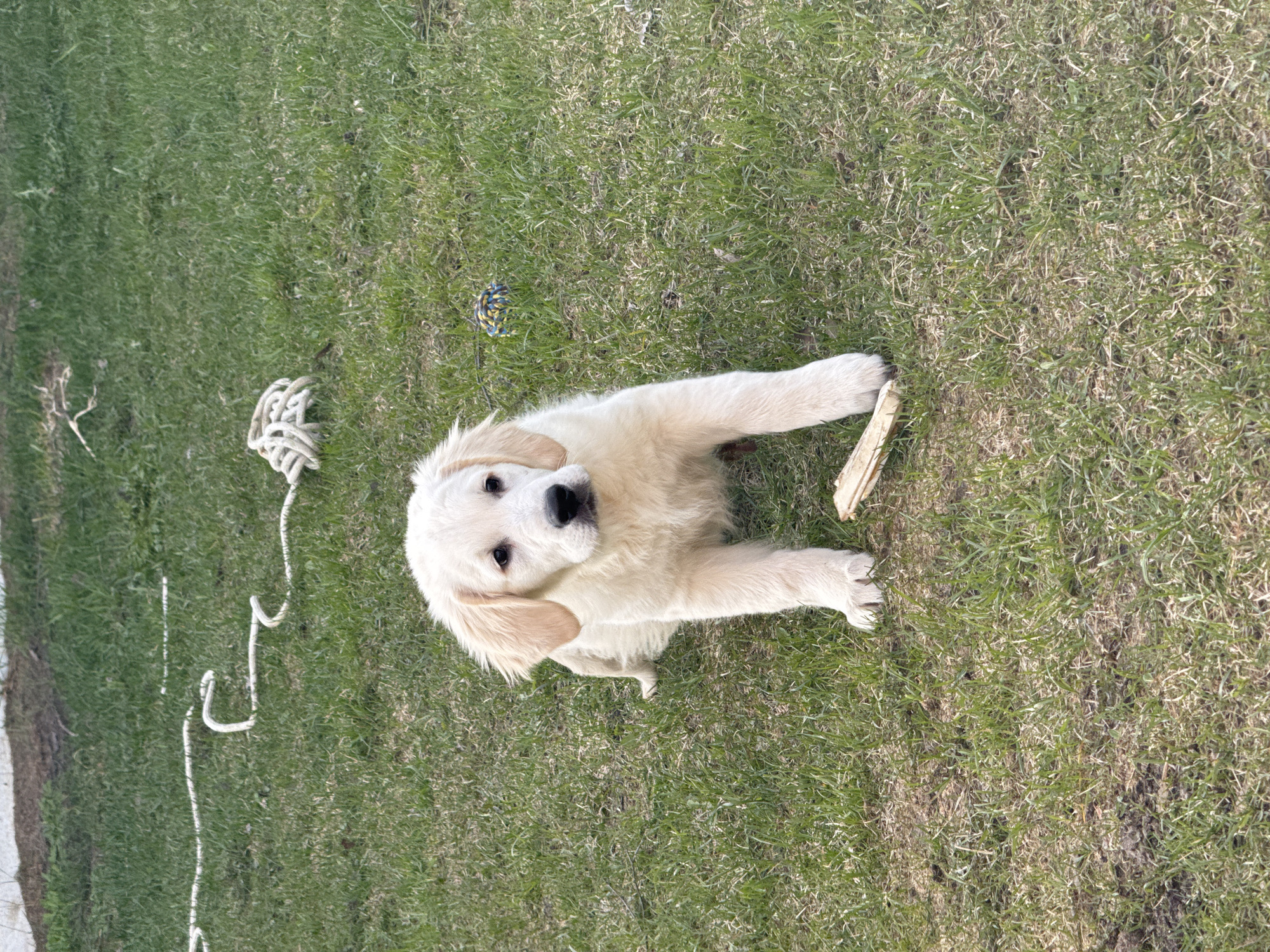 A golden retriever puppy sits in a patch of green grass. The puppy is light-colored with floppy ears and is looking directly at the camera. A piece of wood is near the puppy's right paw. A rope toy is on the grass to the left of the puppy, and a rope and ball toy is above the puppy. The background is blurred. The location is not discernible as Ptichnoye, Russia.