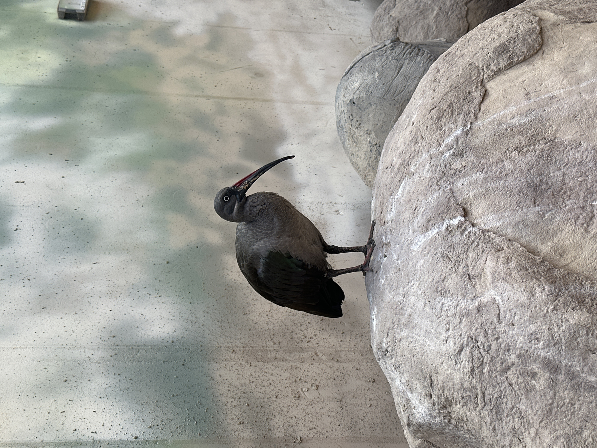 The image shows a hadada ibis perched on a rock surface. The bird has a dark gray body, a long curved beak with a red base, and dark wings. It is grasping the rock with its feet. The rock surface appears rough and textured. The background features a smooth, light-colored wall with some markings or stains. The photograph was taken at the Wrocław Zoo in Wrocław, Poland, specifically in the Africarium section.