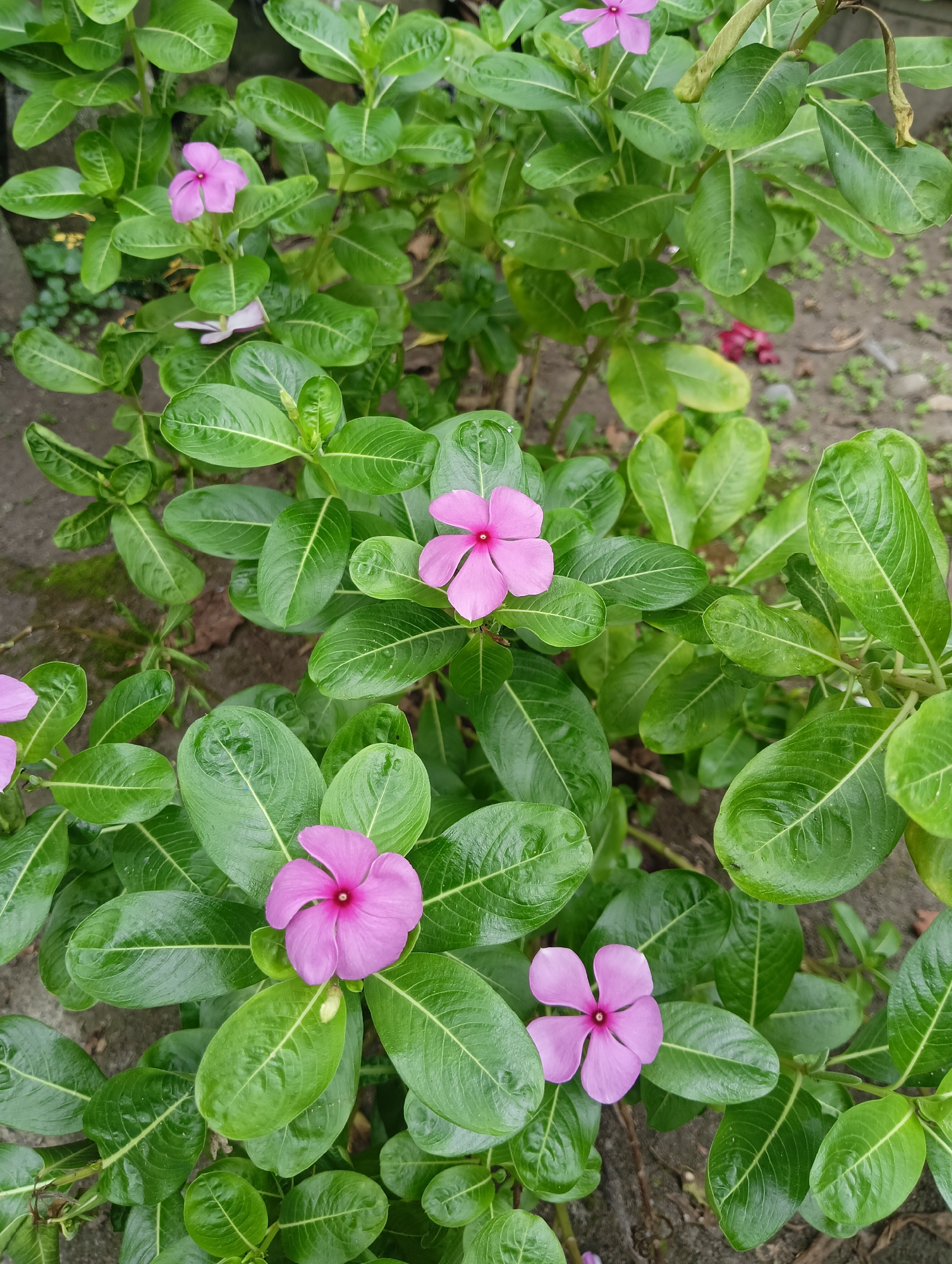 The image shows a close-up, overhead view of a flowering plant with vibrant green leaves and several pink periwinkle flowers. The flowers have five petals and a darker pink center. Some of the leaves appear to be slightly wet, suggesting recent rain or dew. The background is blurred, showing a mix of dirt and some sparse vegetation, indicating an outdoor setting. The scene is likely a garden or a natural area. The image does not contain any people or specific landmarks that would help identify its exact location within Rayeukpayaitek, Indonesia.