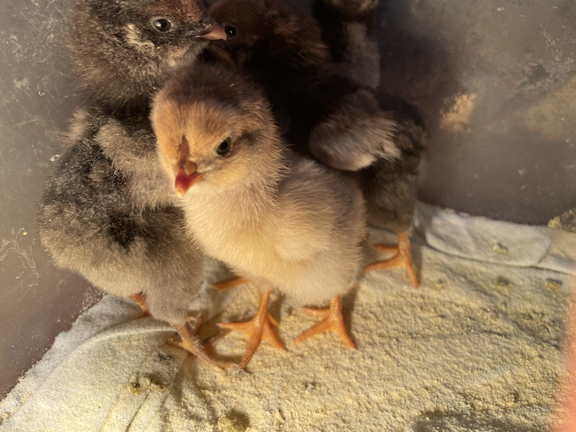 This close-up indoor photograph, likely taken in Zlatograd, Bulgaria, features a small group of fluffy baby chicks within a brooder or similar enclosure. The central and most prominent subject is a pale, light brown and yellowish chick with soft, downy feathers. It has bright, dark eyes and a vibrant reddish-orange beak, and is looking towards the viewer. Its small, orange-colored feet are clearly visible, spread across the bedding.
Surrounding this central chick are several others, primarily exhibiting darker plumage. These chicks vary in color from mottled grey and white to dark brown and black, with some having lighter patches on their heads or backs. All chicks appear to be very young, evidenced by their fine, downy coverings.
They are gathered on a layer of light-colored, granular bedding, possibly sawdust or fine wood shavings, which covers the floor of the enclosure and an underlying white or off-white piece of fabric or towel. The background is indistinct, showing the translucent or clear plastic walls of their container, with some dust or reflections visible on its surface. The overall lighting is warm and consistent, typical of artificial heat lamps used for young poultry. The chicks are huddled together, suggesting warmth or comfort, and none are engaged in a specific discernible activity like eating or drinking. No text is visible in the image.