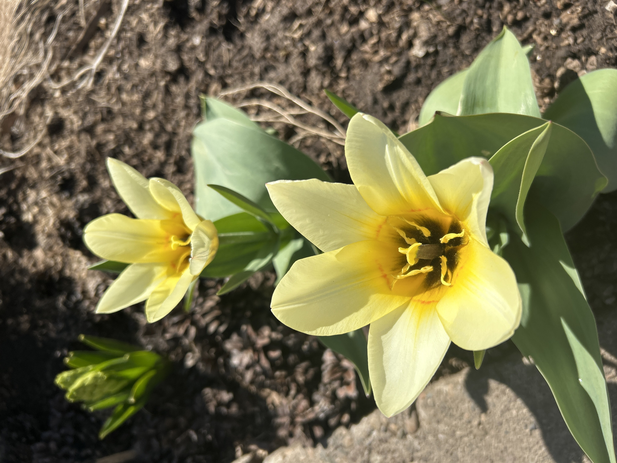 The image shows two open, pale yellow tulip-like flowers with dark centers and green leaves. A small, unopened flower bud is visible in the lower left corner. The flowers and bud are situated in soil and next to a concrete surface. The environment suggests an outdoor setting, possibly a garden. There is no indication of the city of Bashur, Russia, or any people.