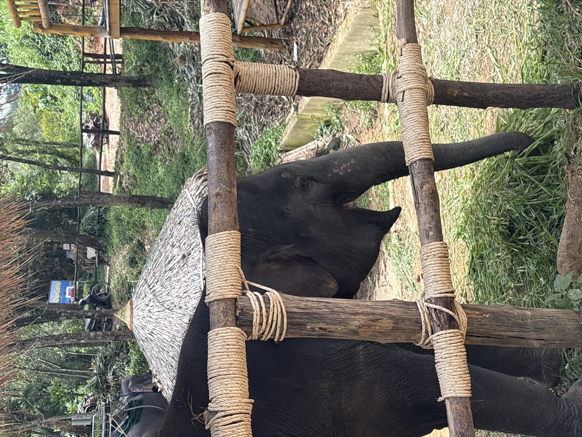 An elephant is partially visible behind a wooden fence wrapped in rope. The elephant is dark gray and appears to be eating grass. A thatched roof structure is visible behind the elephant. In the background, there are trees, a dirt path, and a wooden structure. A sign that reads "OurCafe" is also visible. The scene appears to be outdoors, possibly at an elephant sanctuary or a similar tourist attraction. The location is identified as Rawai, Thailand.