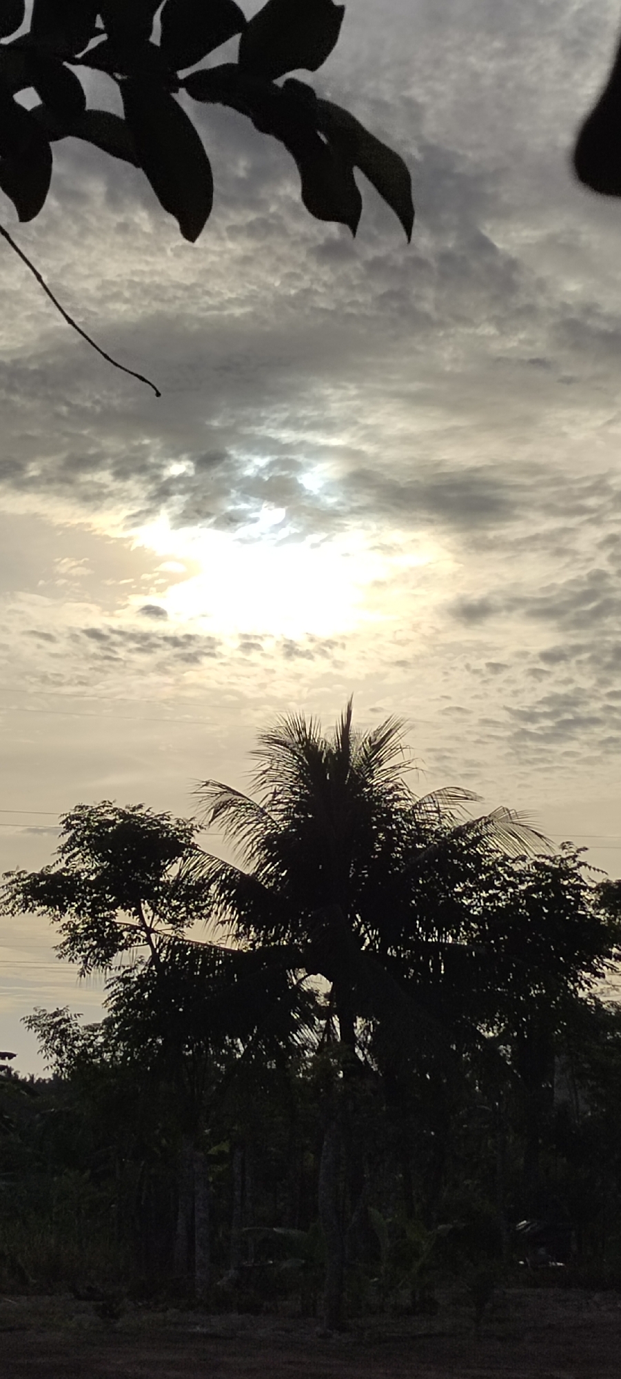 The image presents a landscape under a cloudy sky, possibly around sunrise or sunset given the bright light obscured by the clouds. In the foreground, there are silhouetted trees and foliage, obscuring the view of what appears to be dense vegetation. A palm tree is distinctly visible among the trees, standing out because of its height and crown shape. A branch with leaves is located on the top left. The location is Lhokseumawe, Indonesia. There are no visible people or obvious signs of human activity or built structures. The setting suggests a natural or rural environment on the outskirts of the city.