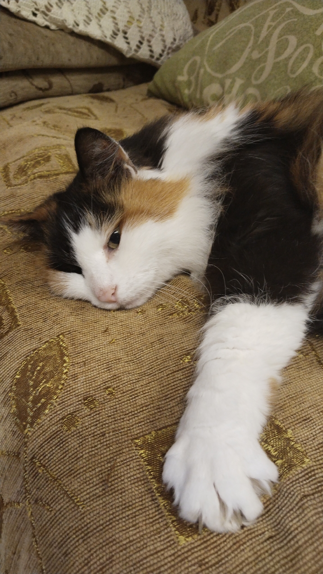 A calico cat with white, black, and orange patches is lying on its side on a textured brown couch. The cat's head is resting on the couch, and its eyes are partially closed. Its front right paw is extended, with its white fur clearly visible. The couch has a woven pattern with gold accents. In the background, out of focus, are pillows. One pillow is green with a white script design, and another is a cream-colored lace doily. The lighting suggests an indoor setting, likely a living room. The image does not contain any identifiable landmarks or context to place it in Ussuna, Russia.