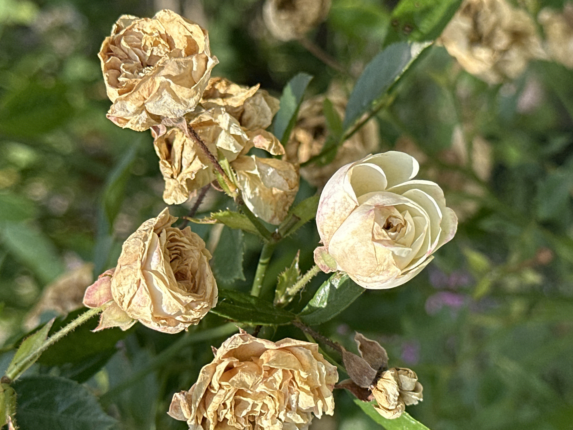 A cluster of faded, light-yellow roses hangs from a thorny stem. One rose is in focus in the foreground, its petals tightly furled, while other dried blooms are blurred in the background. Green leaves and stems form the backdrop, with hints of other out-of-focus foliage and possibly small purple flowers visible. The image appears to be taken outdoors, possibly in a garden or park setting within Yessentuki, Russia. The lighting suggests it is daytime, with sunlight illuminating the roses.
