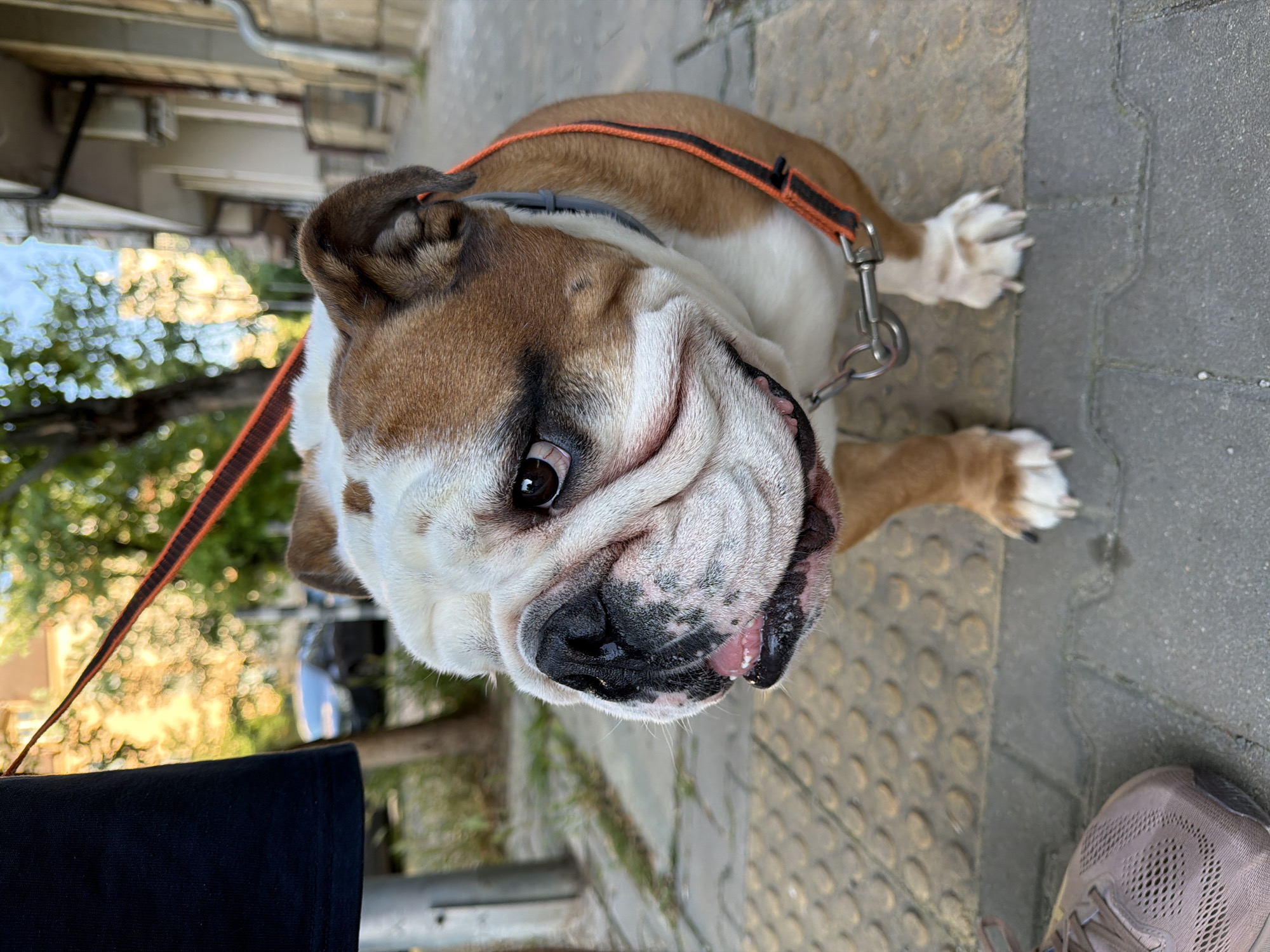 A close-up, slightly angled shot, depicts an English Bulldog with a brown and white coat. The dog wears a black and orange collar connected to a metal chain leash. The bulldog is on a sidewalk in a city, with a gray and beige paving pattern. A portion of a dark blue or black fabric is visible on the left side of the frame, potentially clothing worn by the dog's owner. A shoe with a textured, neutral-colored mesh material is visible in the bottom right corner, also likely belonging to the owner. In the background, blurred urban elements such as a building, trees, and possibly a vehicle are visible. Based on visual cues like architecture, paving materials, and typical urban environment, the location is likely in Sofia, Bulgaria.