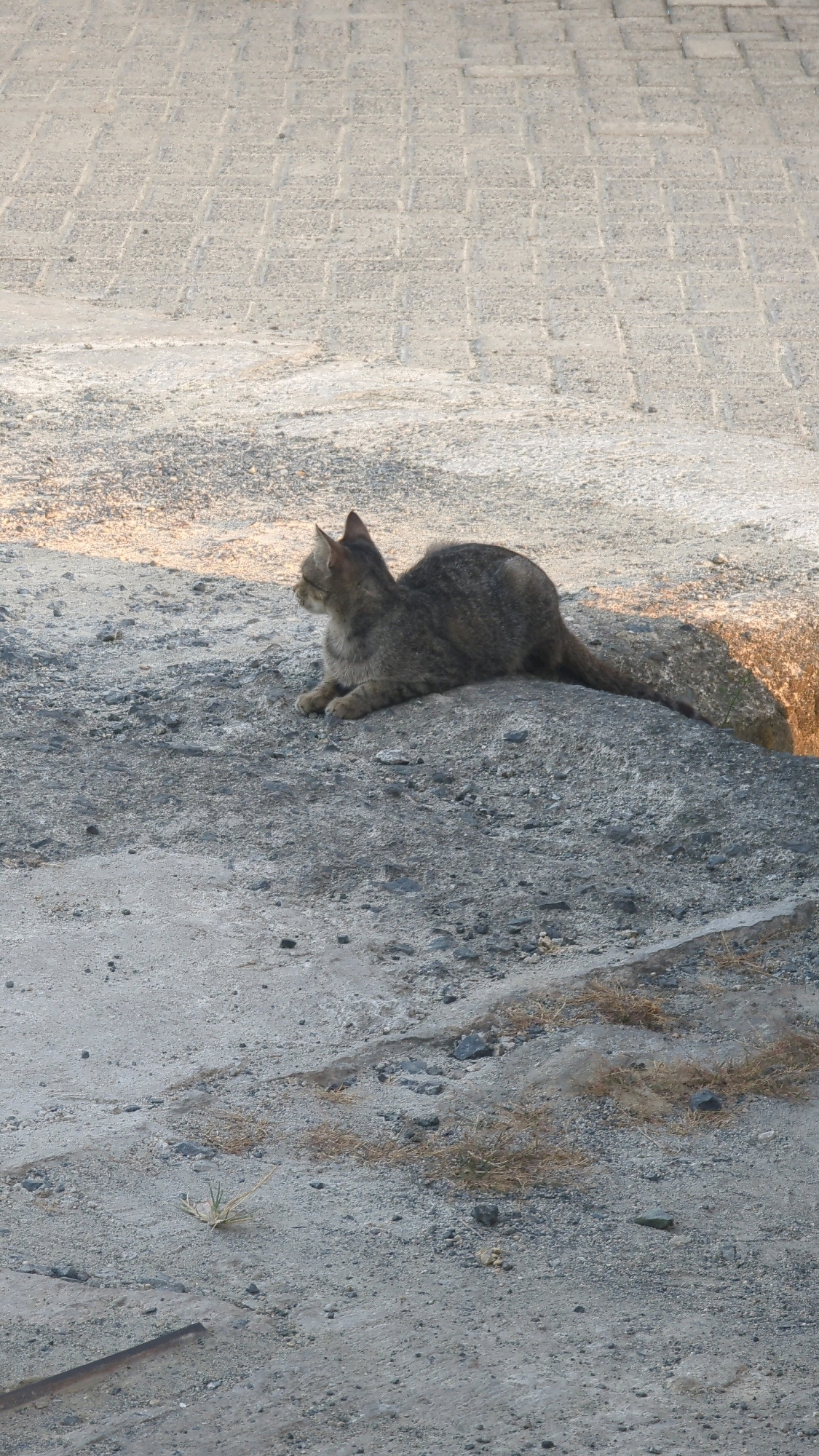 In Baroqah, Indonesia, a grey tabby cat is resting on a mound of grey gravel and concrete. The cat is facing left, with its body curled and its tail extending to the right. The ground is a mix of concrete slabs and loose gravel, with some dry grass scattered about. The background features a textured concrete surface with rectangular patterns. The lighting suggests it is daytime, with shadows indicating the sun is casting light from the left.