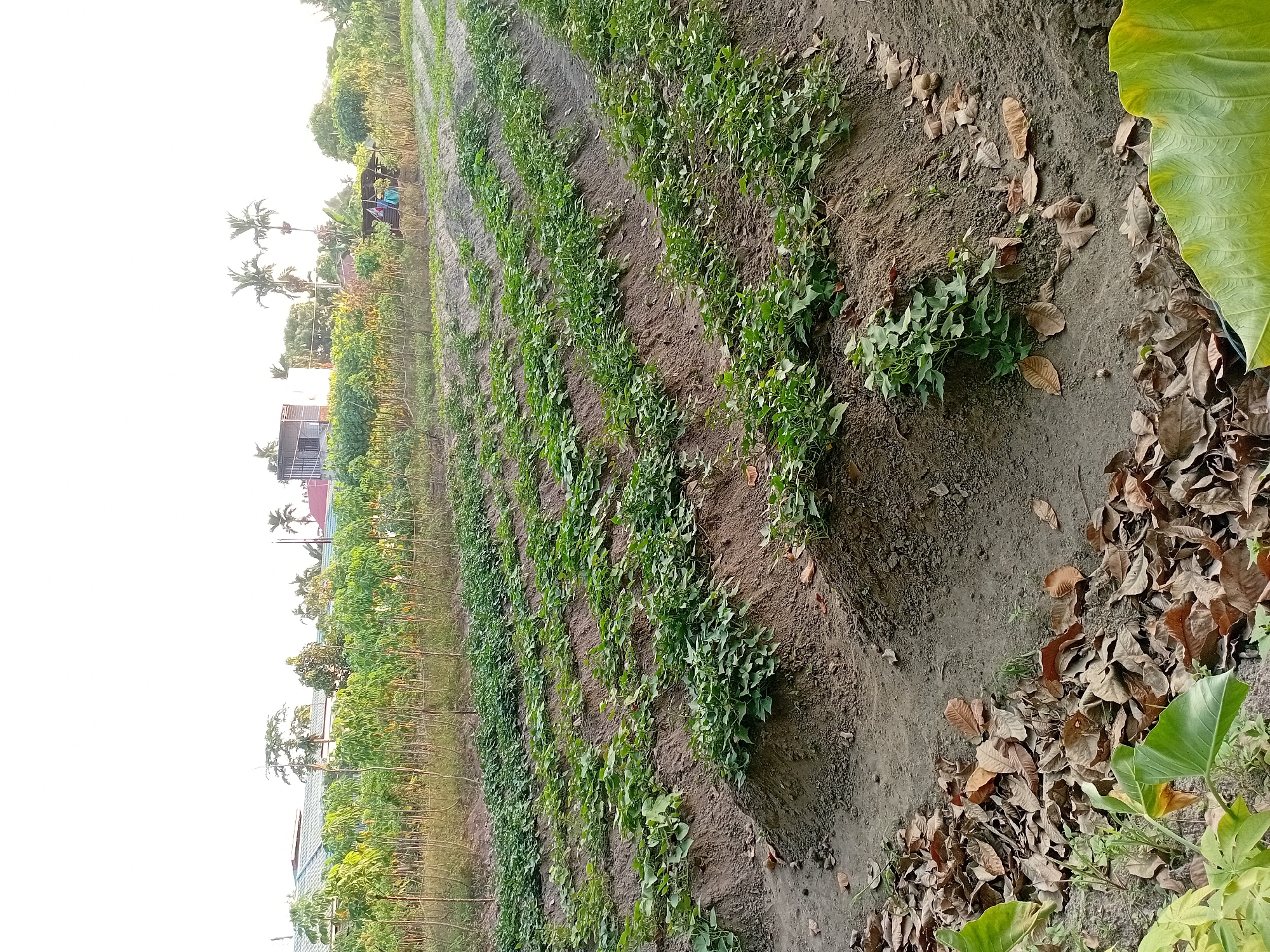 The image shows a rural landscape with rows of cultivated sweet potato plants stretching across a field. The plants are low-lying with green leaves and are growing on raised mounds of soil. In the background, there are several buildings with tiled roofs, palm trees, and what appear to be other crops such as cassava plants. There are also a few people visible in the distance near a small shelter. The ground is dirt, with some dry leaves scattered around the foreground. The sky is bright and overcast. The scene is characteristic of agricultural land in a tropical region like Kasang Pudak, Indonesia.