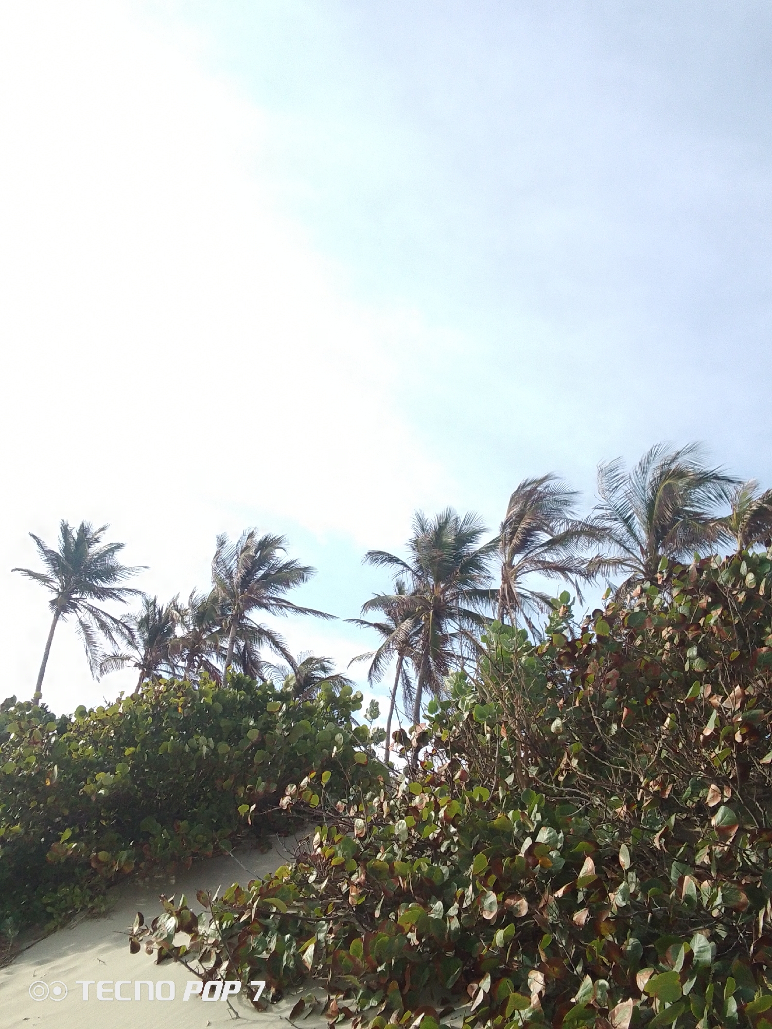 The image depicts a coastal scene in Pedro González, Venezuela. Several palm trees are visible against a light blue sky, their fronds swaying in the wind. In the foreground, dense vegetation covers a sandy area, likely a dune. The vegetation consists of green and brownish leaves. The "TECNO POP 7" watermark is visible in the bottom left corner of the image.