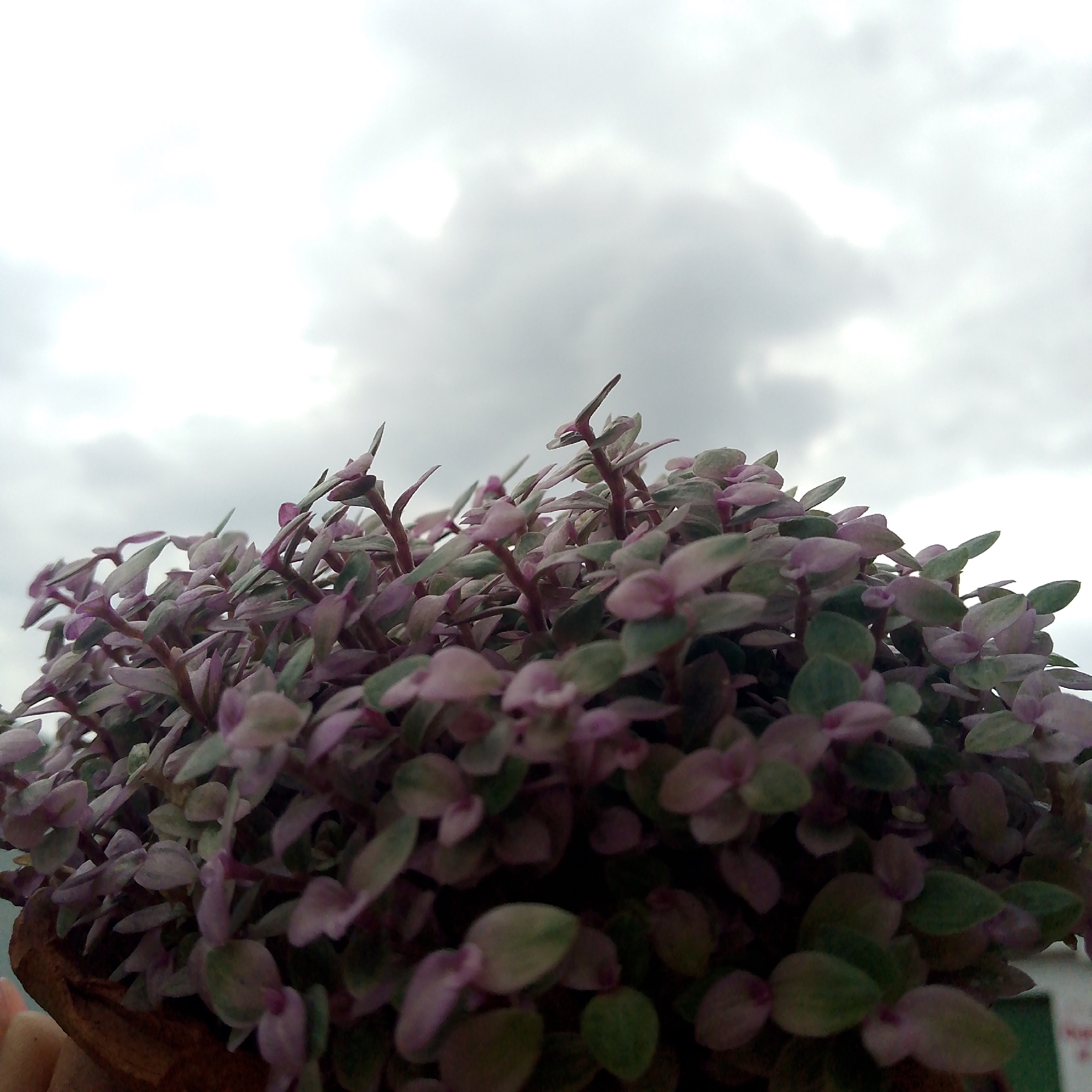 This is a low-angle, close-up photograph featuring a potted plant against a cloudy sky. The main subject is a dense cluster of small, variegated leaves, which are predominantly a mix of muted green and soft purplish-pink hues. The leaves are small, numerous, and grow closely together on thin, reddish-brown stems, creating a bushy or trailing appearance.
A fragment of what appears to be a brown, possibly wooden or terracotta, pot or container is visible in the lower-left corner of the image. A human hand, with light skin tones, is partially visible beneath the pot, suggesting it is being held up or presented.
The upper two-thirds of the frame are filled with an overcast sky, characterized by soft grey and white clouds, indicating a diffused lighting condition and an outdoor setting. There are no clear shadows, consistent with a cloudy day. No specific activities beyond holding the plant are clearly depicted, nor are any emotions or visible text present. The overall focus is on the intricate detail and color of the plant's foliage.