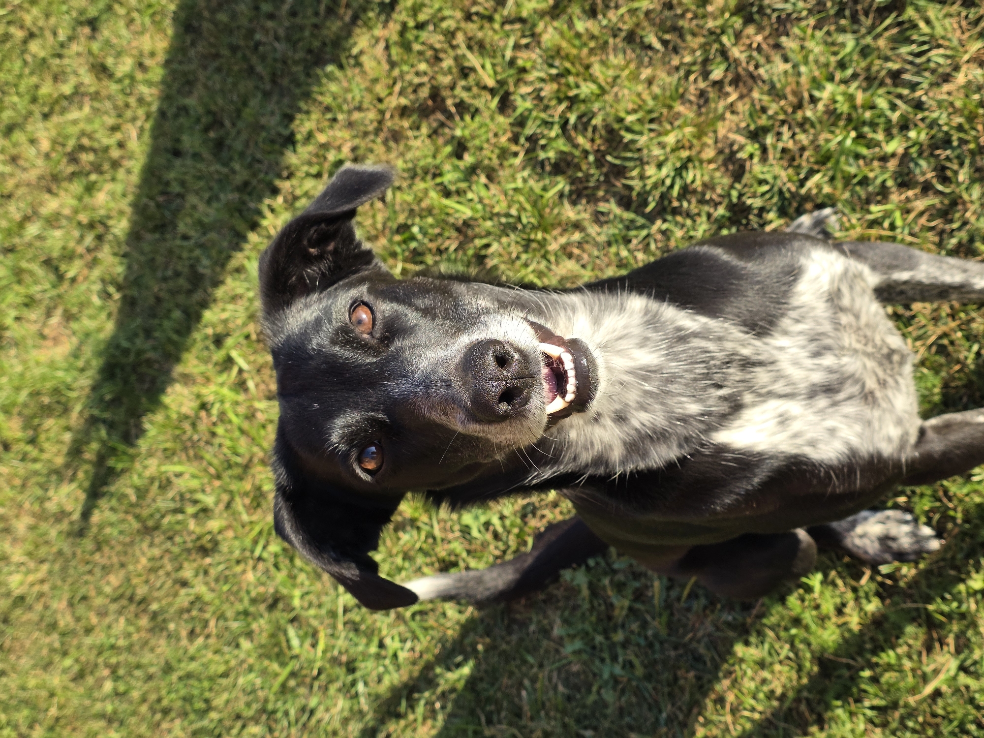 The image shows a black and white dog sitting on a grassy lawn. The dog is facing the camera and has its mouth slightly open, revealing its teeth. The dog's fur is a mix of black and white, with white markings on its chest and legs. The background is a green lawn with shadows cast by trees. The image appears to be taken outdoors on a sunny day. There are no people or any other objects visible in the image. The location is not identifiable in the image.