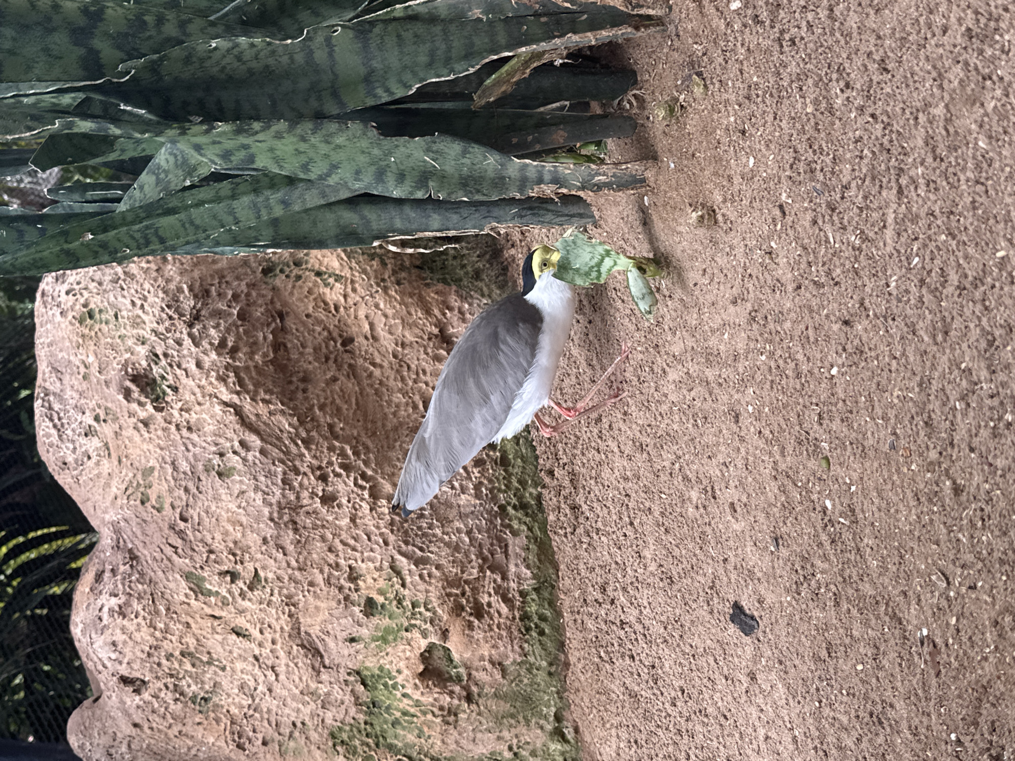 A masked lapwing bird stands on sandy ground next to a rock formation and tall green plants. The bird has gray wings and a white chest, with a black head and yellow beak. It is holding a green leaf in its beak. The background shows a textured brown rock with some green moss growing on it, and several tall, green, sword-shaped leaves of a plant. The ground is covered in sand and small debris. The scene appears to be an outdoor enclosure, possibly a zoo or aviary.