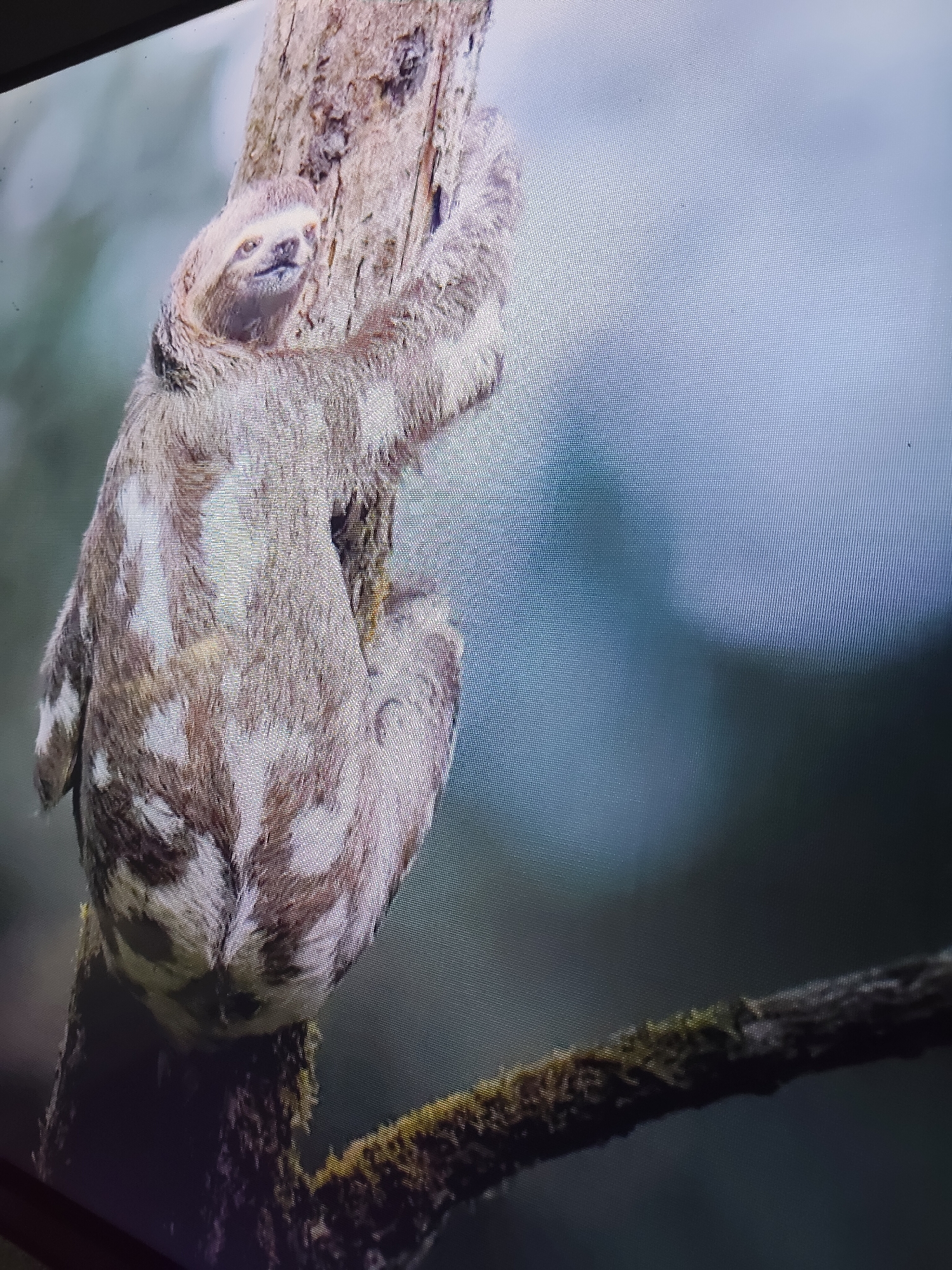 The image displays a sloth clinging to a tree trunk. The sloth has light brown fur with irregular patches of white. Its face is visible, showing closed eyes and a mouth. The tree trunk is rough and textured. The background is blurred, with shades of green and light blue, suggesting a natural environment. There is no indication of the city of Reftinsky, Russia, or any urban elements in the image.