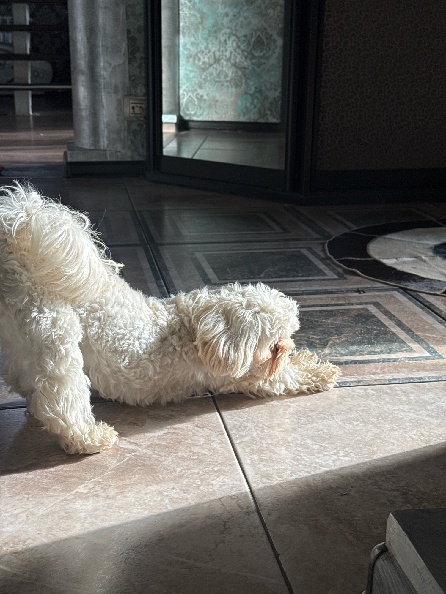 A white, fluffy dog is stretching on a tiled floor. The dog is on its front paws, with its hindquarters raised. The floor is made of large, square tiles with a marble-like pattern. Sunlight streams in from the right side of the image, casting shadows on the floor. In the background, there is a doorway with a reflective surface, and a patterned wallpaper on the wall. The scene appears to be indoors, possibly in a residential setting.
