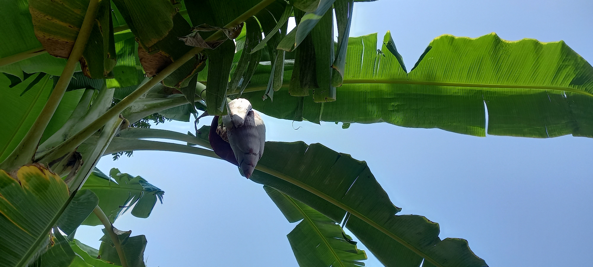 A close-up, low-angle shot captures a banana blossom hanging from a banana tree against a clear blue sky. The blossom, a deep purple and lighter purple, is the focal point, positioned centrally. Large, vibrant green banana leaves frame the blossom, some catching the sunlight and appearing translucent, while others are in shadow. The texture of the leaves, with their prominent veins, is visible. The image appears to be taken outdoors in a tropical environment, likely Sidamulya, Indonesia, given the context. There are no people or animals in the frame. The overall impression is one of natural growth and the simple beauty of a banana plant.