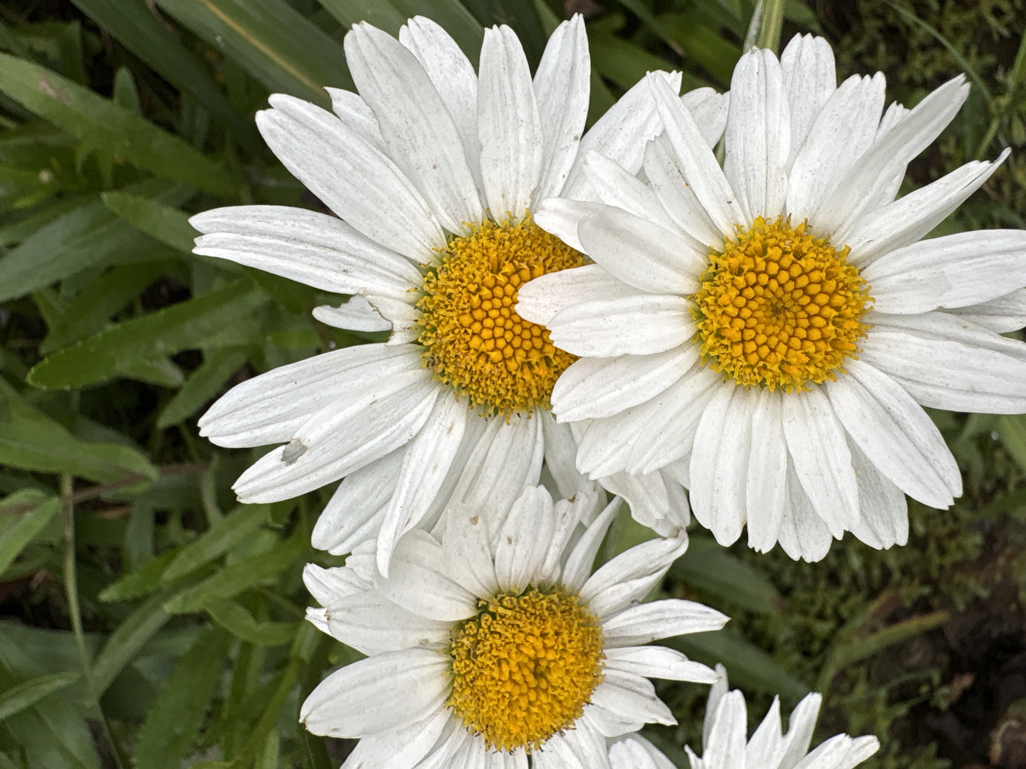 A close-up, top-down view captures three white daisies with bright yellow centers, set against a backdrop of blurred green foliage. One daisy is in the foreground, slightly off-center to the right, with its petals fanning out. To its left and slightly behind, another daisy is visible, with its yellow center and white petals taking up the upper left quadrant. A third, partially visible daisy is in the lower right corner, also showing its yellow center and white petals. The green foliage behind the flowers is out of focus, with hints of darker green and possibly some brown elements mixed in. The lighting suggests an overcast or shaded environment, as there are no harsh shadows and the colors are muted. There are no people or animals present in the image. The scene is of natural flora in an outdoor setting.