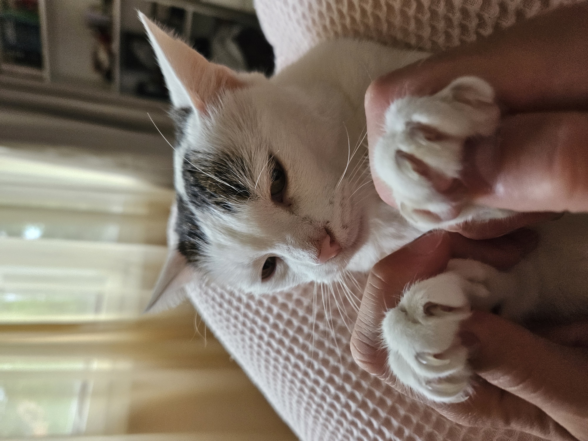 A white and grey cat is being held in someone's hands. The cat is lying on a pink, textured surface, possibly a blanket or sweater. The person's hands are visible, cradling the cat's paws. The cat appears relaxed, with its eyes partially closed. The background is slightly blurred, but there are hints of window blinds and a shelf with objects. It is not possible to determine the location in Sofia, Bulgaria from the image.