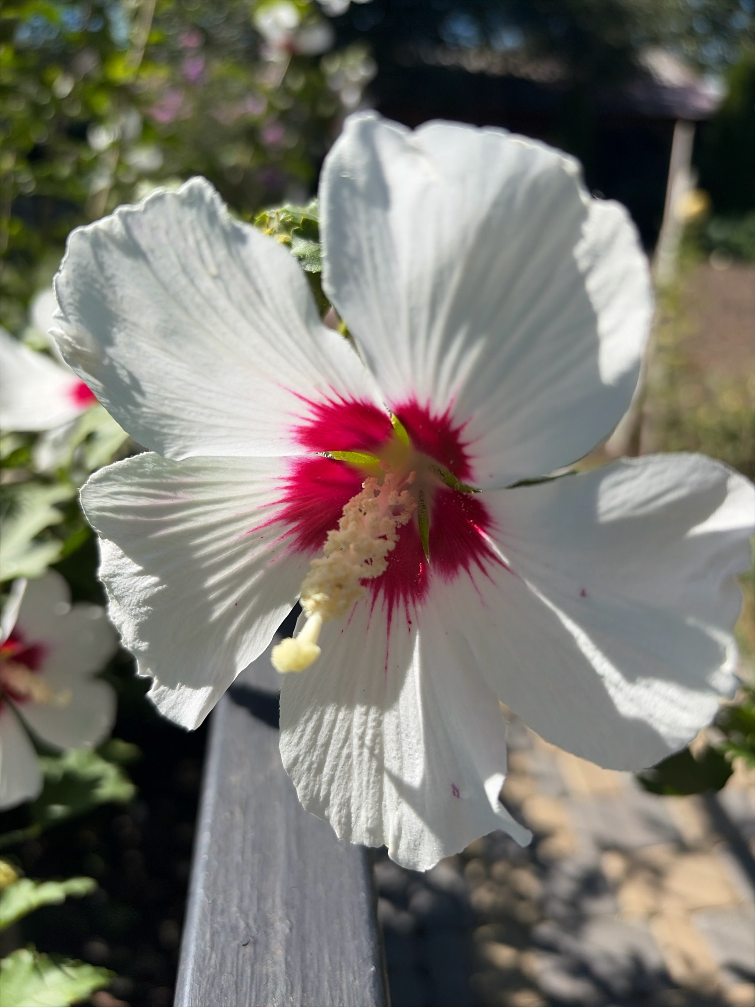A close-up, vertical, full-shot captures a large white hibiscus flower with a deep pink center, blooming outdoors in Oxentea, Moldova. The flower is in sharp focus, with delicate, veined white petals extending outwards. A prominent stamen, tipped with yellow pollen, emerges from the center. The background is softly blurred, showing hints of green foliage, other flowers, and a dark, weathered wooden fence. The lighting suggests it is daytime, with sunlight creating subtle shadows on the petals. The scene is peaceful and natural.