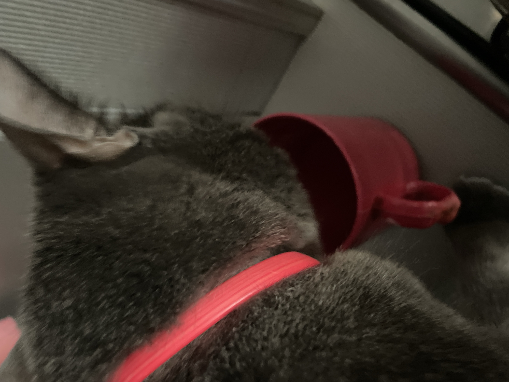 A close-up, angled shot shows a gray cat wearing a red collar drinking from a red cup. The cat's head is lowered into the cup, obscuring its face. The background consists of a textured, light-colored surface, possibly a wall or blinds, and a darker surface below. The lighting appears dim, creating soft shadows. The image is focused on the cat and the cup, with the background out of focus. The scene suggests a domestic setting, possibly in a home environment. There is no information to determine the location within the city of Sochi, Russia.