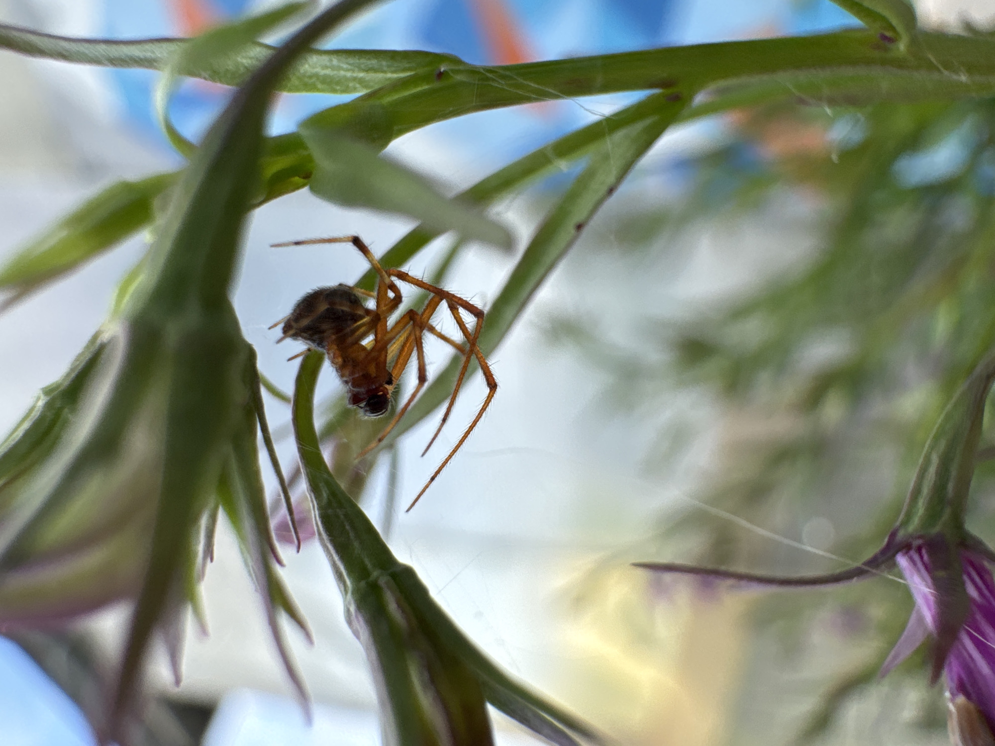 A small, brown spider with long, thin legs is perched on a thin green stem. The spider is upside down, with its abdomen facing downwards. It appears to be holding a small, red insect in its front legs. The spider and the stem are set against a blurred background of green leaves and purple flowers, with a hint of blue sky in the upper left corner. The scene is likely outdoors, possibly in a garden or natural setting. There is no information available to determine the specific location within Мичуринское, Russia.