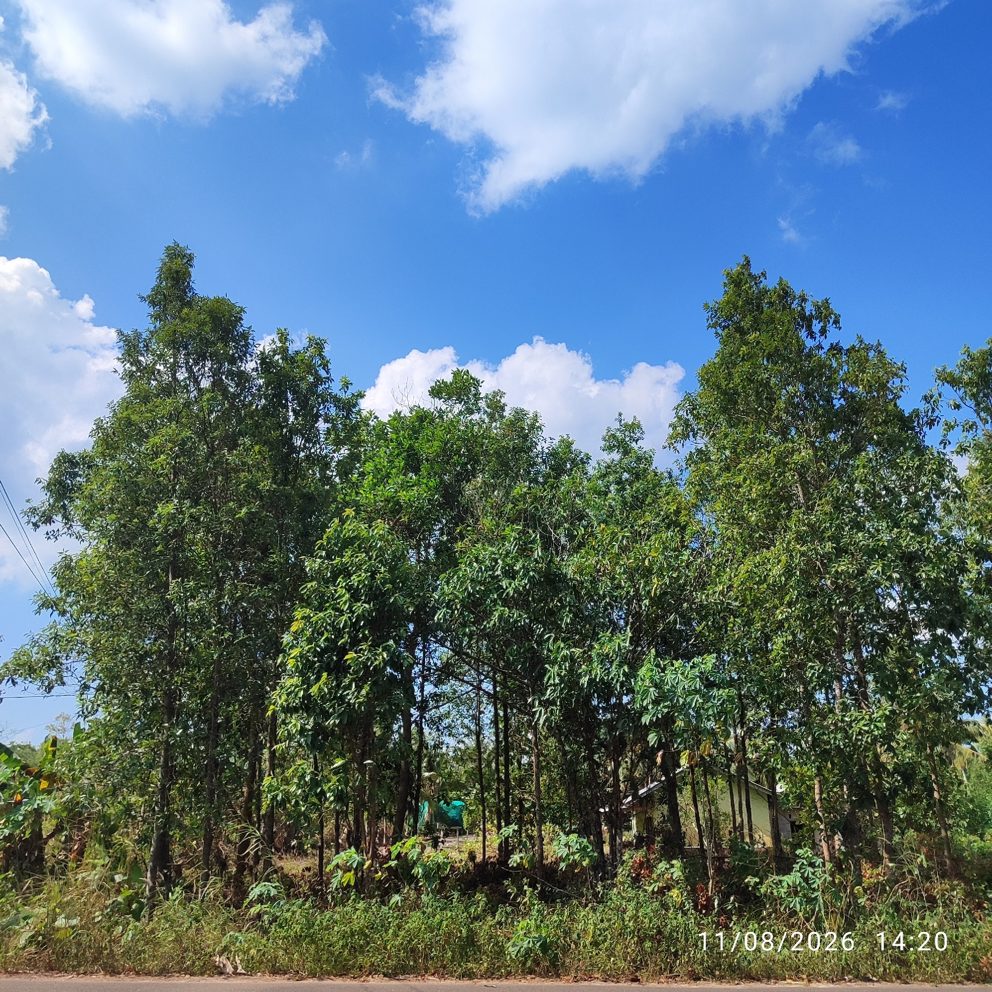 This is a landscape photograph taken in the city of Pembaharuan, Indonesia, featuring a row of tall, leafy trees against a bright blue sky with scattered white clouds. The trees have dense green foliage and stand in a line along a grassy embankment. A paved road is visible in the foreground, with the edge of the road meeting the grass. In the background, partially obscured by the trees, are glimpses of buildings, possibly houses, with yellow and light-colored walls and roofs. There are no people or animals clearly visible in the image. The overall scene depicts a natural, semi-rural setting. The bottom right corner of the image contains a timestamp: "11/08/2026 14:20".