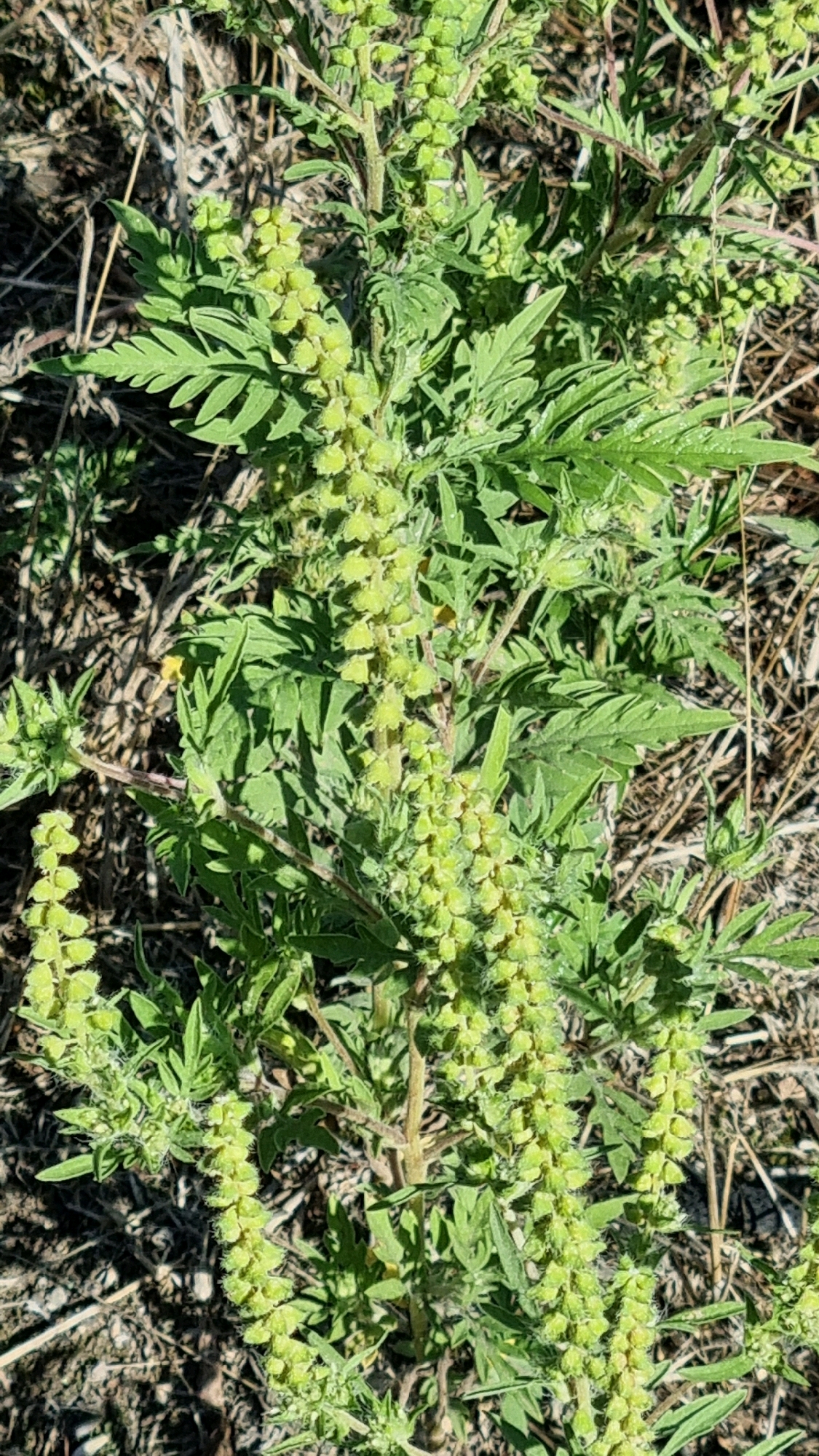 The image shows a close-up, high-angle view of a Ragweed (Ambrosia artemisiifolia) plant growing in dry, grassy terrain. The plant is green with feathery leaves and features numerous developing seed heads clustered along its stems. The seed heads are small, light green, and appear slightly fuzzy. The background consists of dry, brown grasses and soil, indicative of a natural or uncultivated area. The scene is devoid of any people, man-made objects, or discernable structures. This plant is commonly found in meadows, fields, and disturbed areas. No specific location within Horodyshche, Ukraine, can be determined from the image alone, as it depicts a generic natural setting.