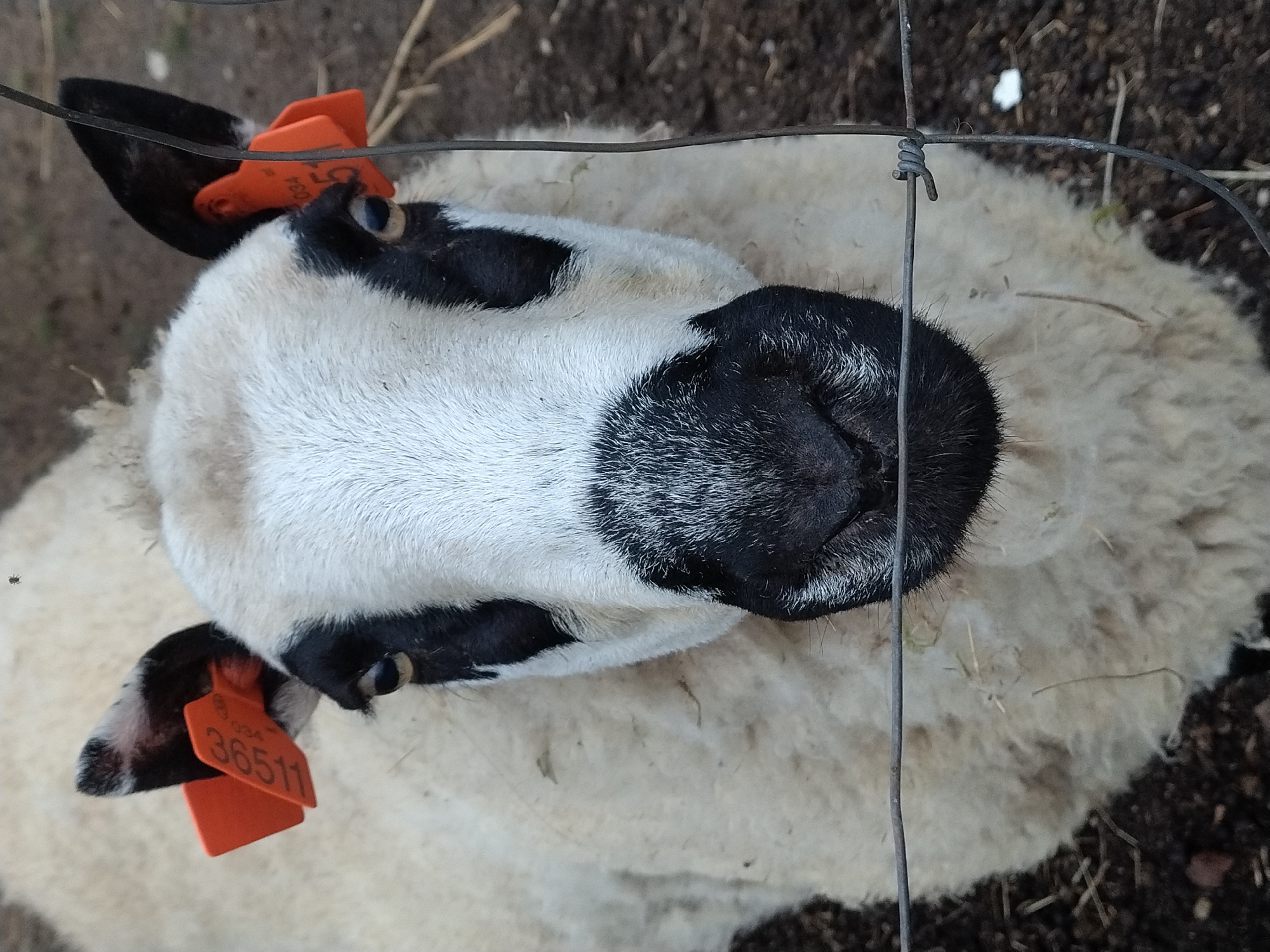 A close-up, eye-level, slightly upward-facing shot captures a sheep in what appears to be a rural or farm setting. The sheep's face is predominantly white with black markings around its eyes and nose. It has two orange ear tags, one on each ear. The left ear tag displays the number "36511" and the right ear tag appears to have "634" and "51" on it. The sheep is partially obscured by a wire fence in the foreground. The background consists of dirt and dry vegetation, suggesting an outdoor environment. The image does not contain any information about a city, specific location, or people.