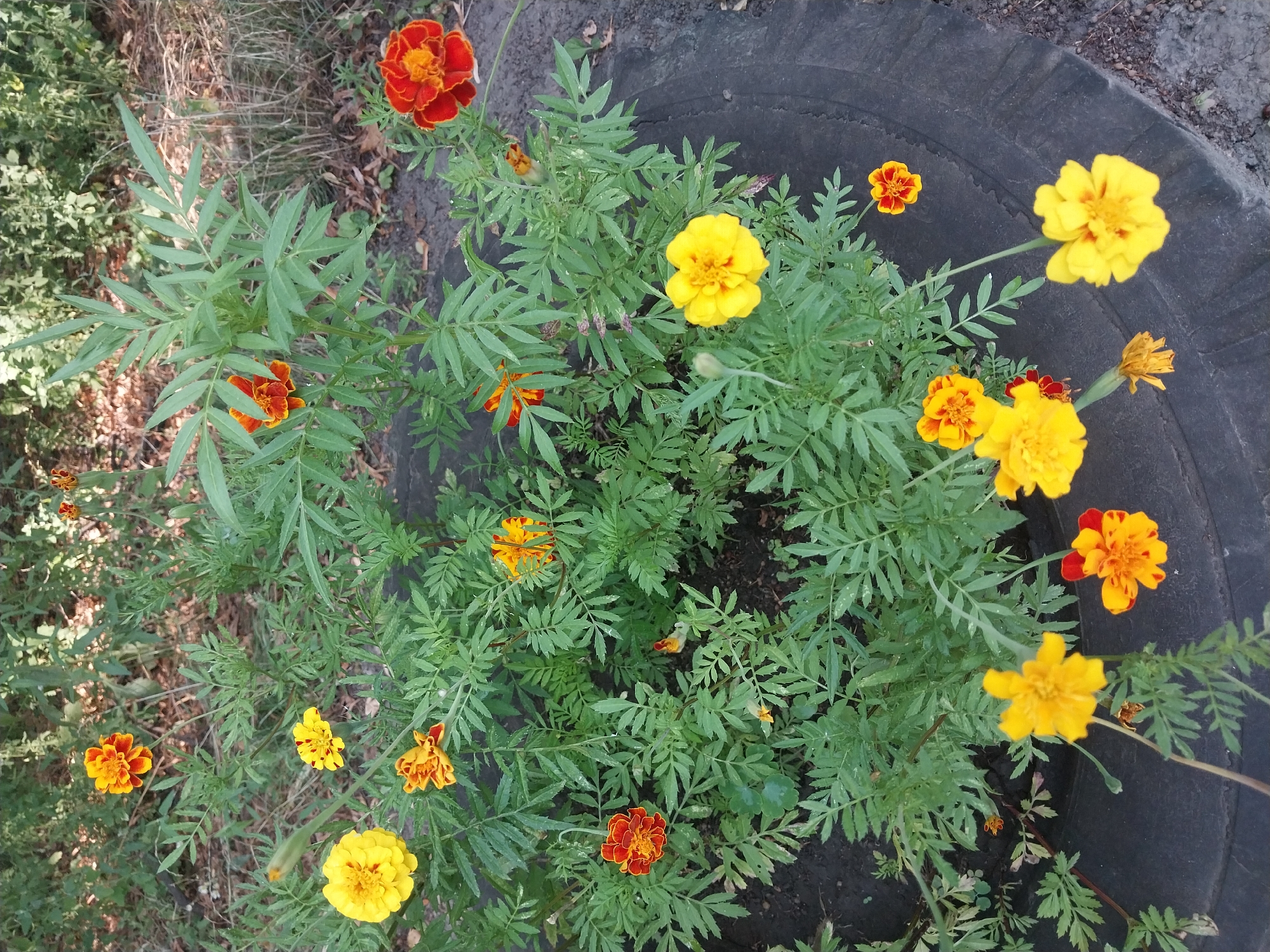 The image depicts a cluster of marigolds, predominantly yellow and orange, growing in a planter fashioned from a discarded tire. The tire is dark, likely black rubber, and appears to be partially buried in the ground, with its rim forming the outer edge of the planter. The marigolds are in various stages of bloom, with some fully open and others as buds. The foliage of the marigolds is a vibrant green and feathery in appearance. The background consists of dry, brown foliage and some greenery, suggesting an outdoor setting, possibly in a park or garden within the city of Dnipro, Ukraine. The lighting suggests it is daytime, with some shadows present. There are no people or animals visible in the image.
