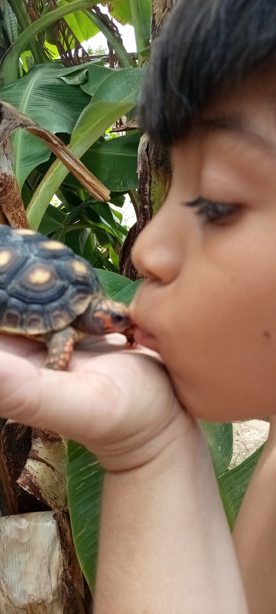 A close-up, medium shot depicts a child kissing a small tortoise held in their hand. The child has short dark hair, dark eyelashes, and their face is turned in profile to the left, with their lips touching the tortoise's head. The tortoise has a dark carapace with yellow markings and orange legs. The child's hand is pale. The background includes banana tree leaves and a section of tree trunk. The location appears to be an outdoor environment, but the specific city is not discernible from the image.