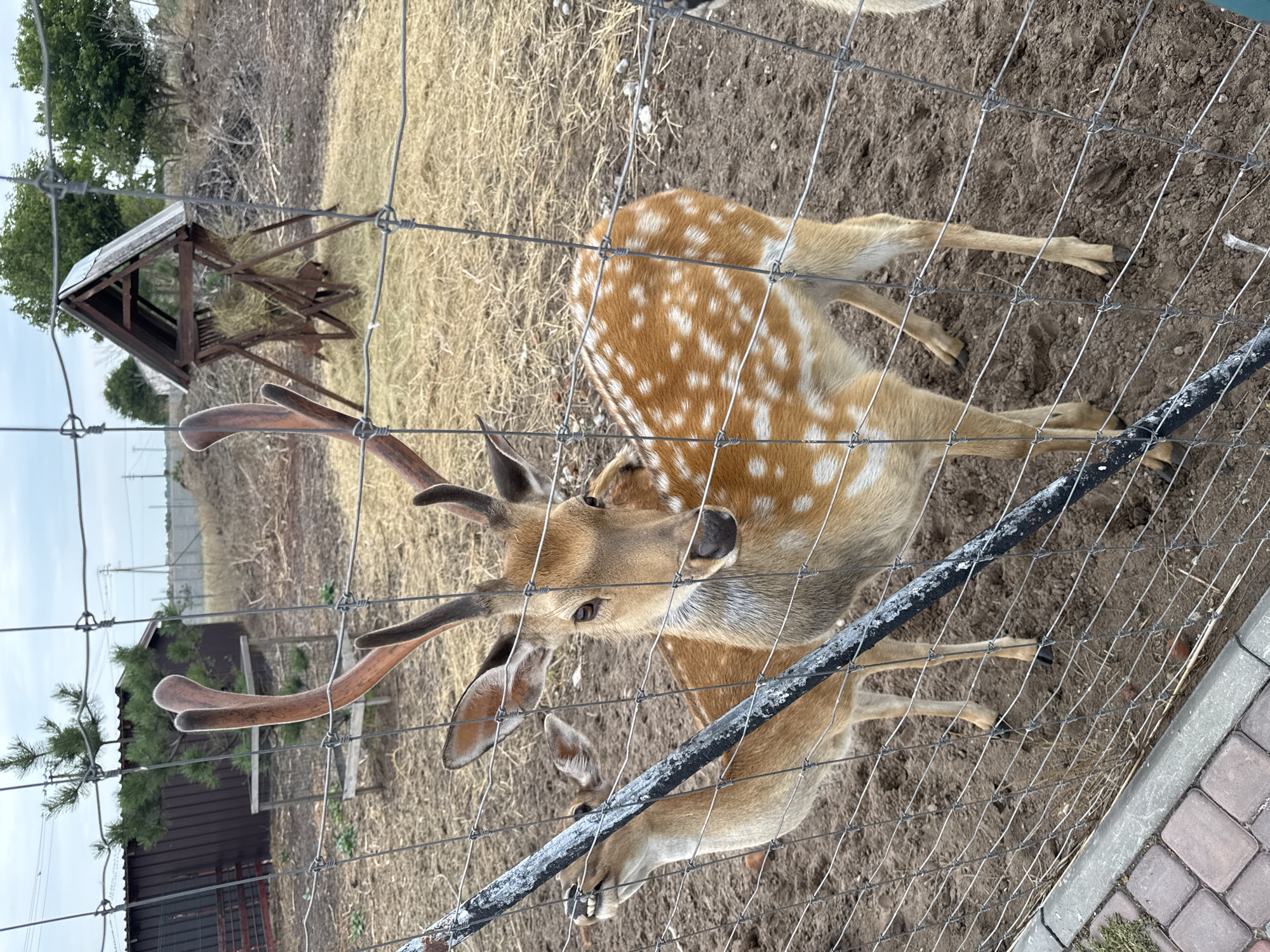 A male spotted deer with velvet antlers stands behind a wire fence in an outdoor enclosure. The deer is facing forward, its head tilted slightly to the right. Its body is tan with white spots. Another deer, partially obscured by the fence, is to the left and appears to be looking upwards. The ground is a mix of dry dirt and scattered straw. In the background, a wooden feeder filled with hay is visible, along with a brown wooden structure and trees. The sky is overcast.