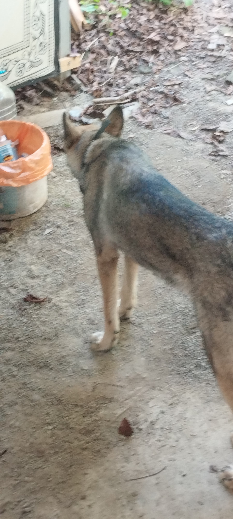 A medium-sized, wolf-like dog with a gray and black coat stands facing away from the camera on a concrete surface. The dog has erect ears and is wearing a black collar. To the left of the dog is a large clear plastic jug and an orange trash bag filled with various items, including what appears to be a bottle of liquid. The ground is covered with dry leaves and dirt. In the background, there is a tiled wall with a pattern and some green foliage. The overall scene suggests an outdoor area, possibly a yard or alleyway, in a rural or semi-rural setting. The image is slightly out of focus, particularly the background.