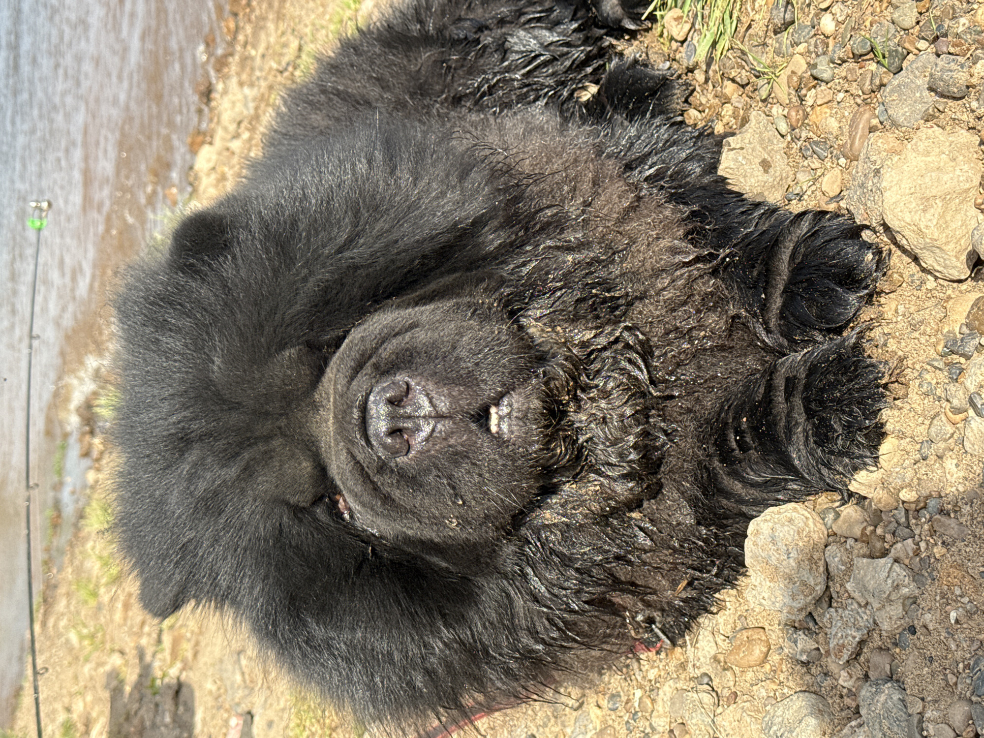 A black Chow Chow dog lies on its back on a rocky and sandy ground, possibly near a body of water. A fishing rod can be seen near the edge of the frame. The fur of the dog appears wet and muddy. The location is likely in or near Doksha, Russia.