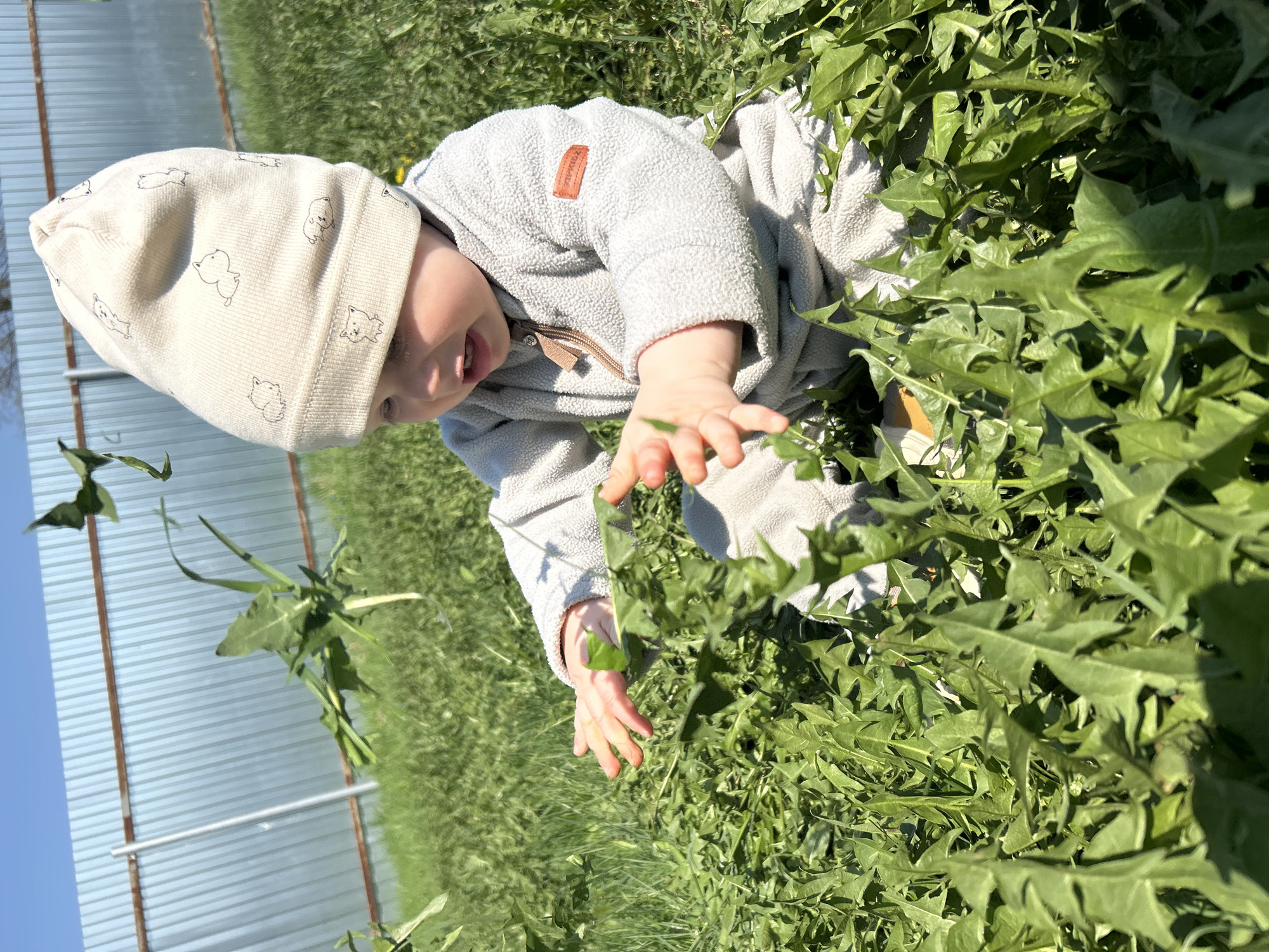 A toddler wearing a light grey fleece jacket and a patterned hat is sitting in a field of dense green foliage, likely dandelions. The child is reaching out with their hands, seemingly touching or examining the leaves. The background includes a corrugated metal fence and green grass, suggesting an outdoor setting. The image was taken during daylight hours. There's no specific evidence to indicate the image was taken in the city of Chaikovsky, Russia.