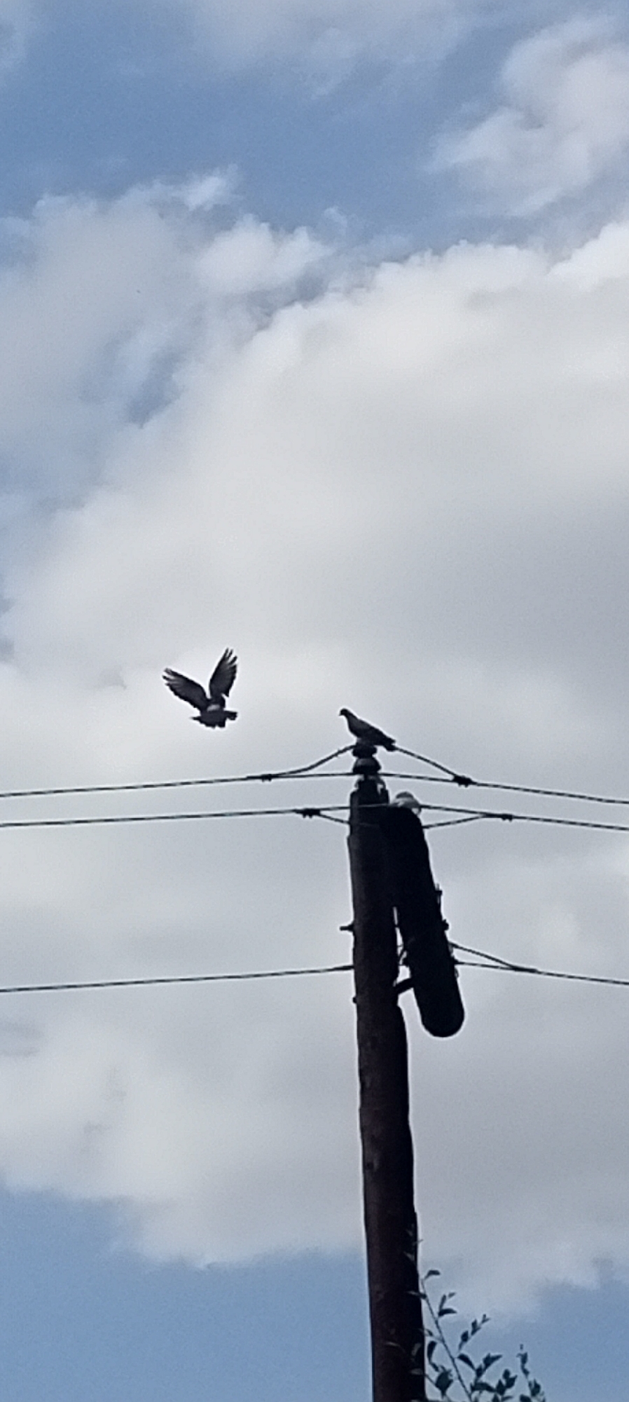 The image captures a cloudy sky over what appears to be a residential area in Sokuluk, Kyrgyzstan. A wooden utility pole with wires stretches across the frame, supporting two pigeons. One pigeon is perched on the top of the pole, facing left, while another is in flight to the left of the pole, with its wings spread as if in mid-flap. The overall lighting suggests it is daytime.