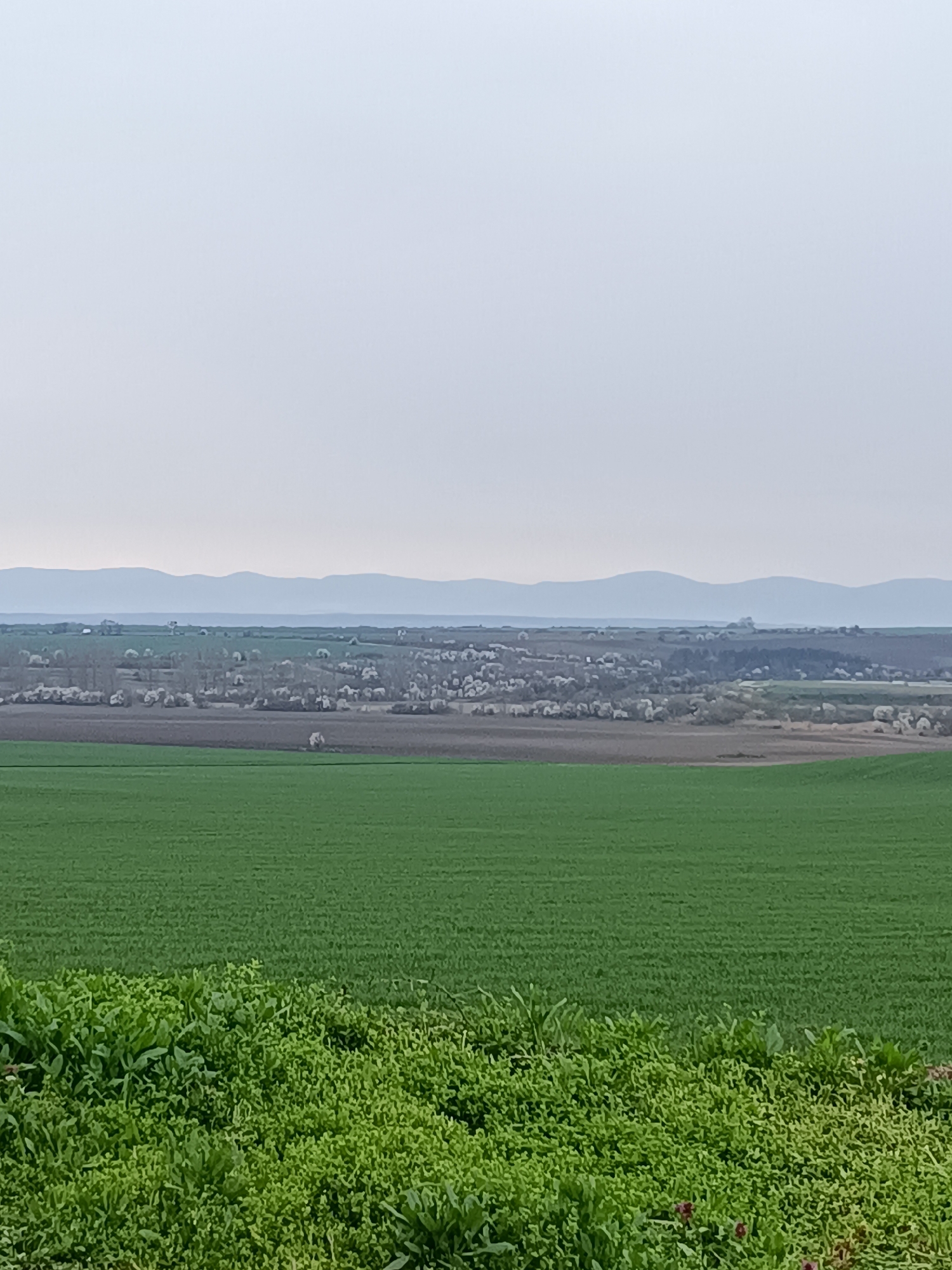 The image shows a rural landscape near Dibich, Bulgaria. In the foreground, dense green vegetation grows, transitioning to a field of shorter, uniformly green crops. Beyond the field, a line of trees with white blossoms marks a boundary, possibly between fields or a village edge. Further back, a series of low, hazy mountains are visible against a pale, overcast sky. No people or animals are visible in the image.
