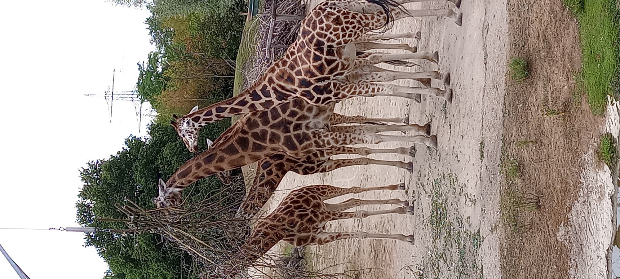 In the Gelsenkirchen Zoo, a group of giraffes are gathered around a structure made of branches, likely for feeding. The giraffes have distinctive brown and white patterned coats. Four giraffes are clearly visible, with their long necks extended towards the branches. The ground is a mixture of sand and sparse vegetation. In the background, there are trees and a large metal pylon, suggesting the zoo is located in an area with some industrial infrastructure nearby. The sky is overcast.